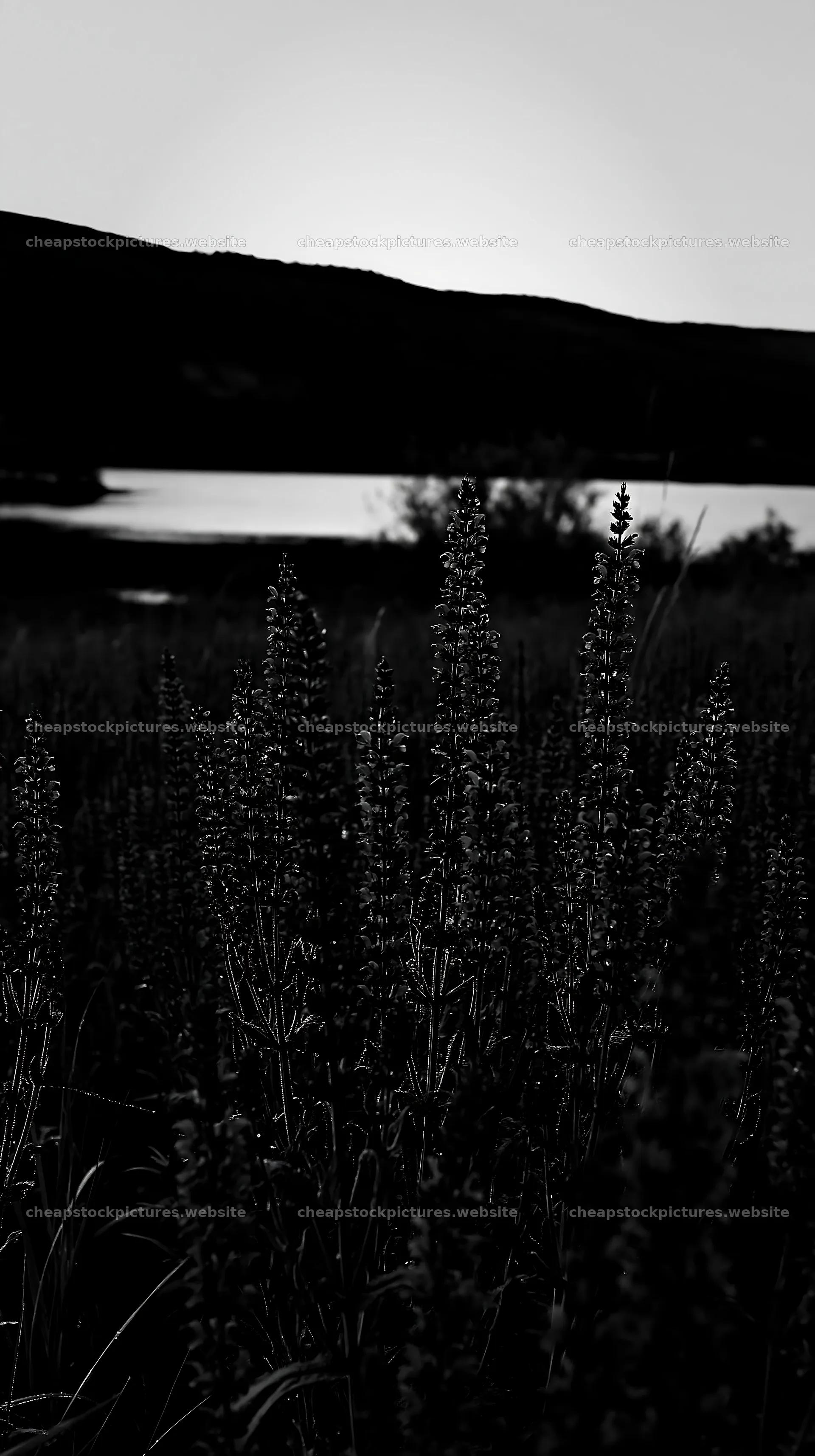 Lakeside meadow in Germany at dusk with silhouette of plants – stock pictures 5938x10608