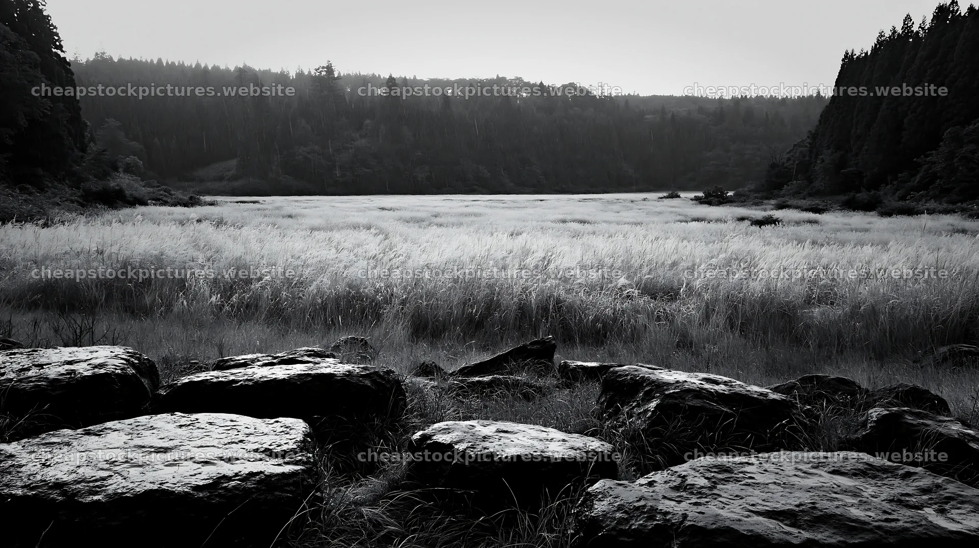 Rewilded Akita silver grass meadow with stones in black and white – stock pictures 10608x5938