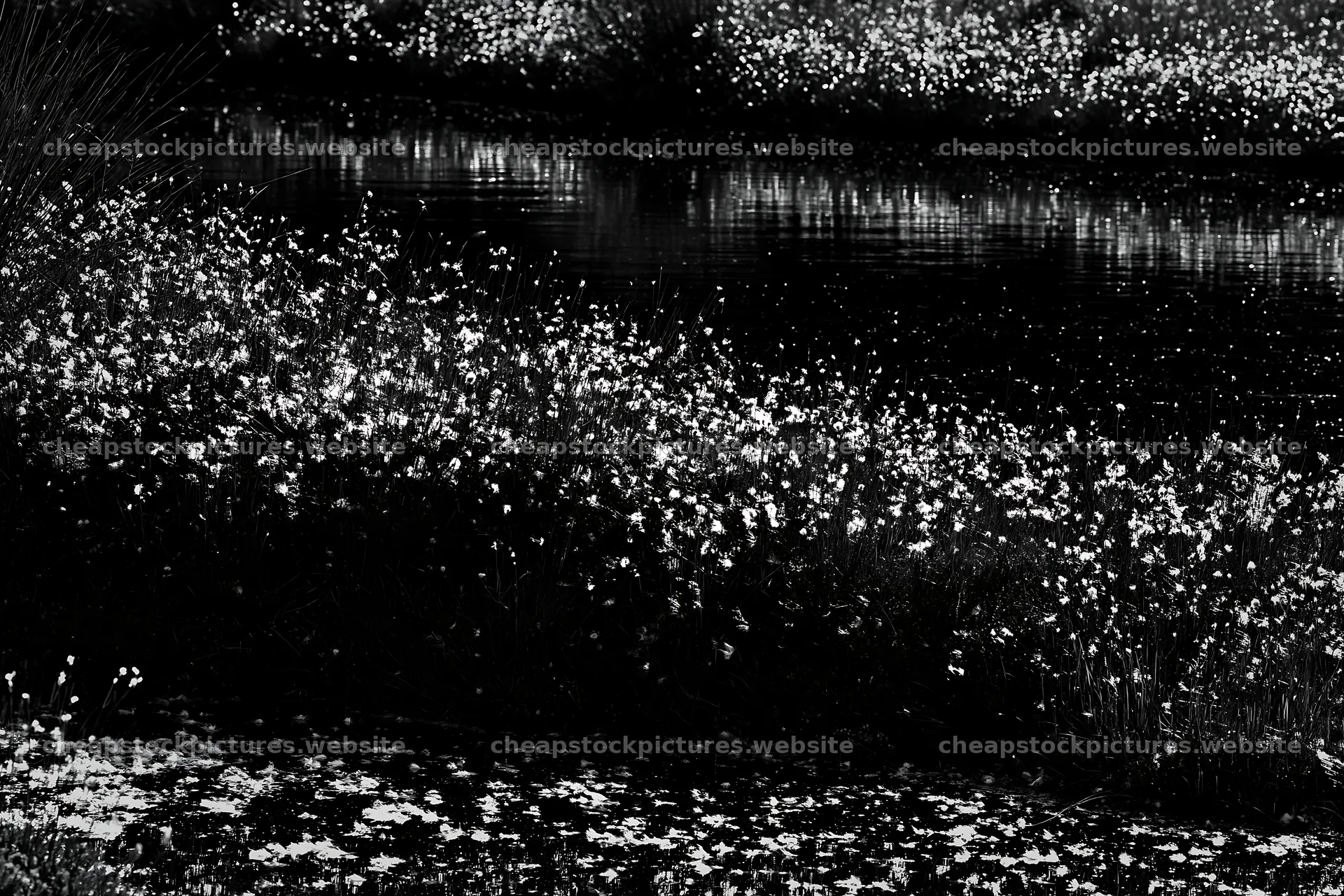 Cottongrass meadow glow in black and white setting – stock pictures 9722x6480