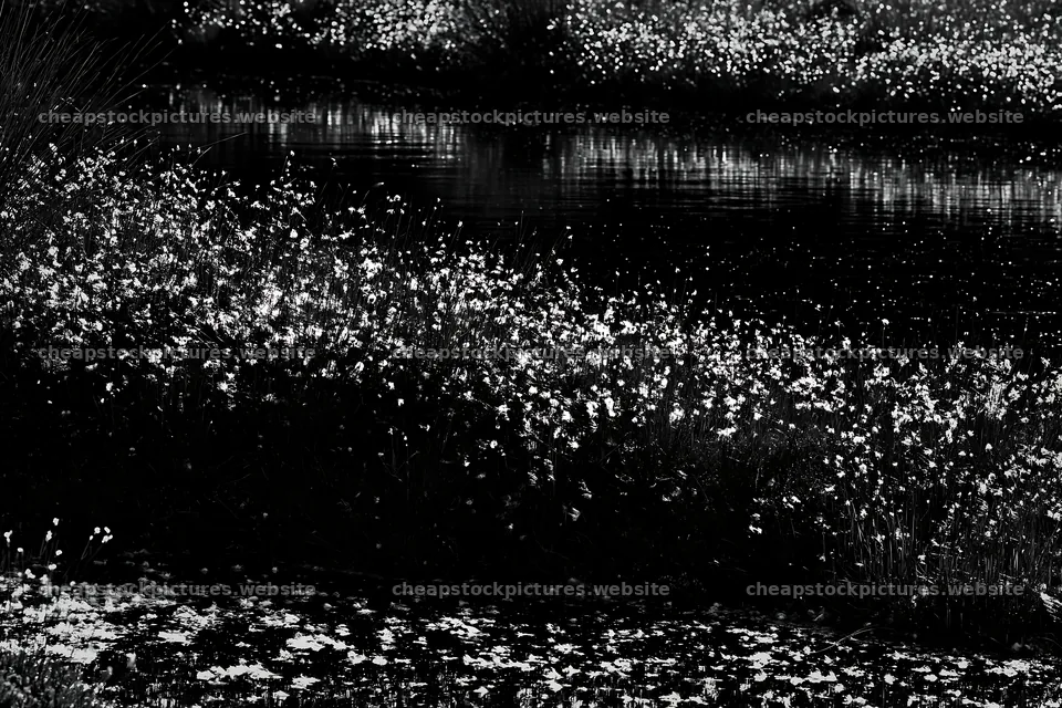 Cottongrass meadow glow in black and white setting – stock pictures 9722x6480
