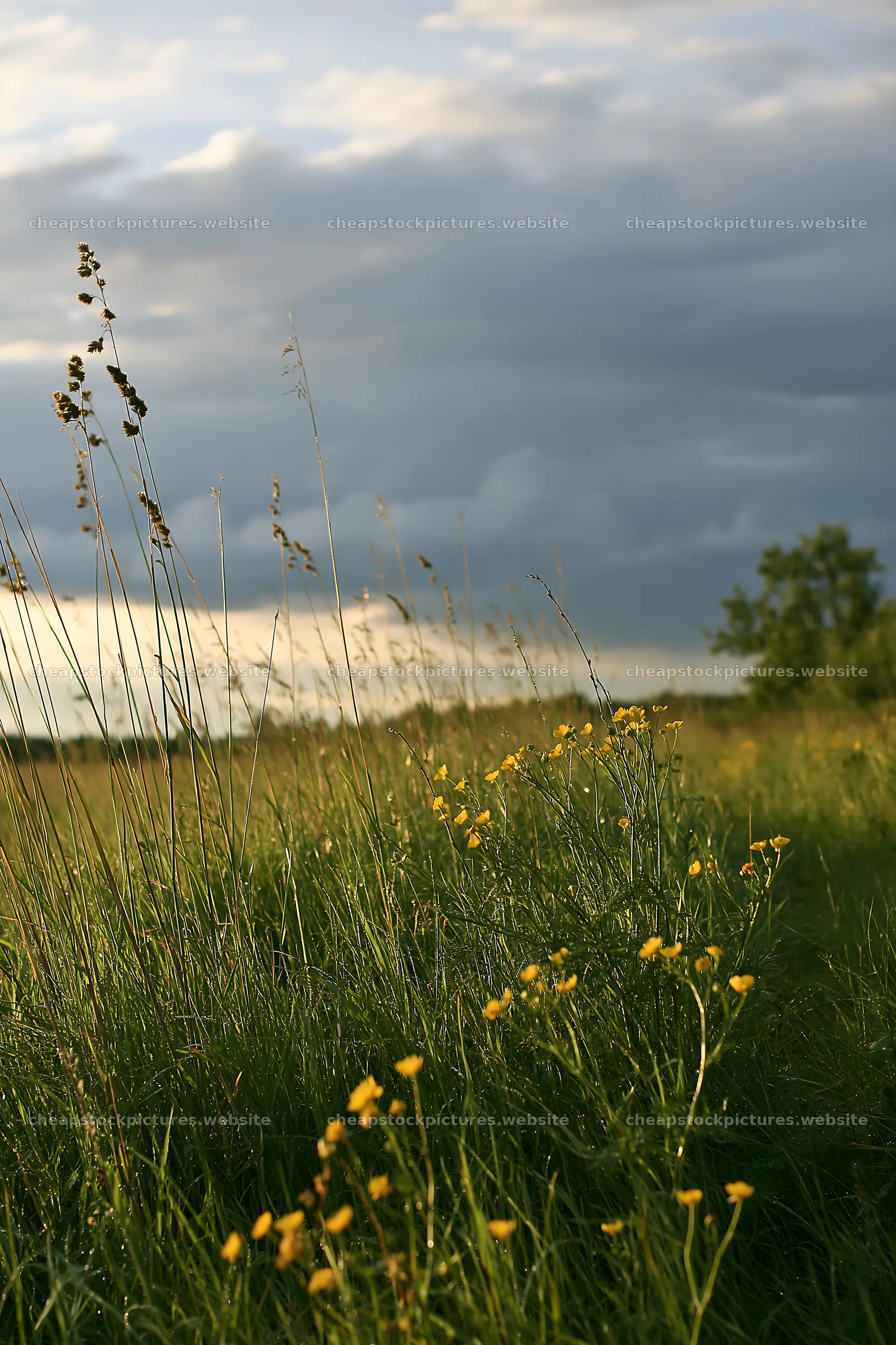 Saga floodplain meadow with reed and wildflowers at sunset – stock pictures 6480x9722