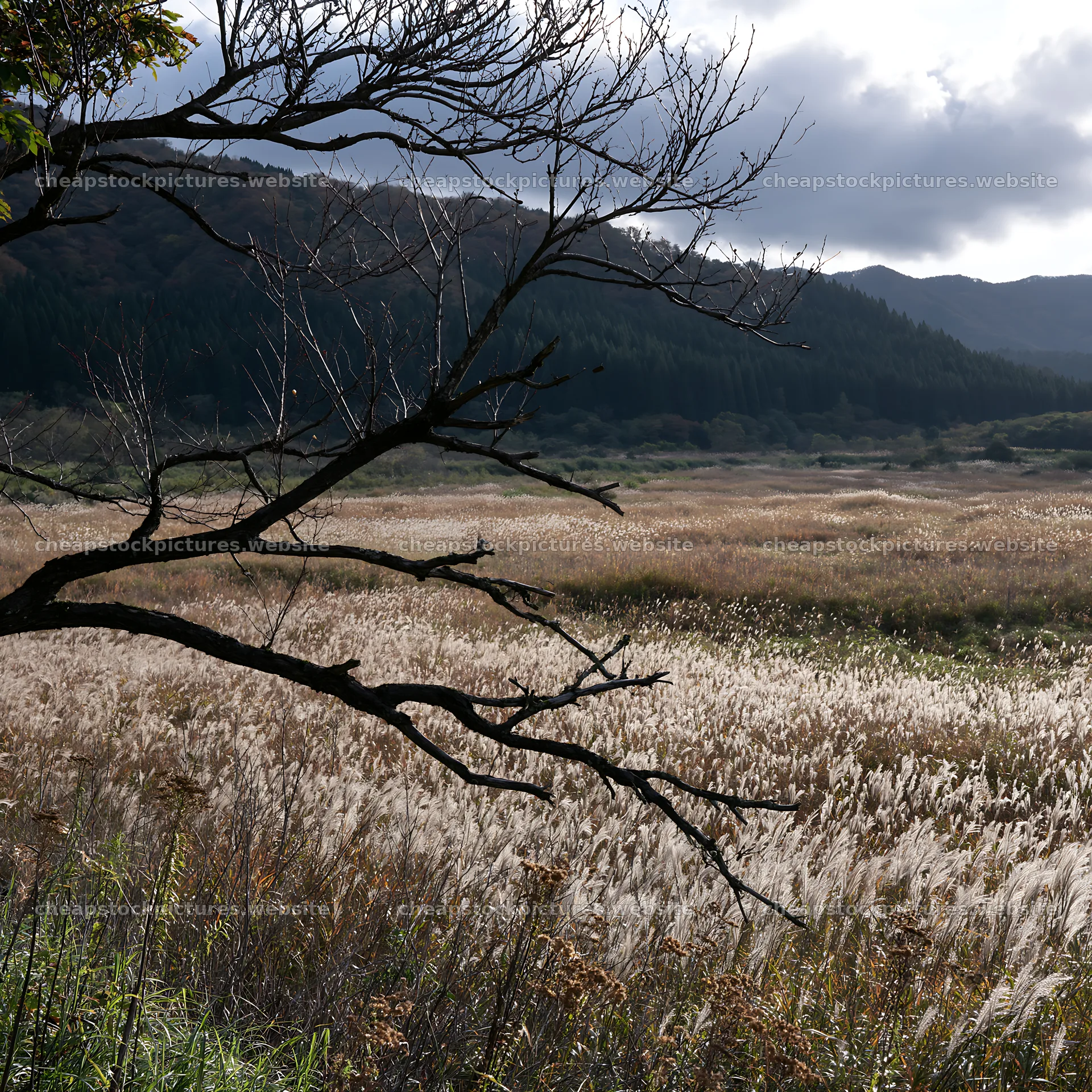Yamagata rewilded meadow fallen branch foreground – stock pictures 7938x7938