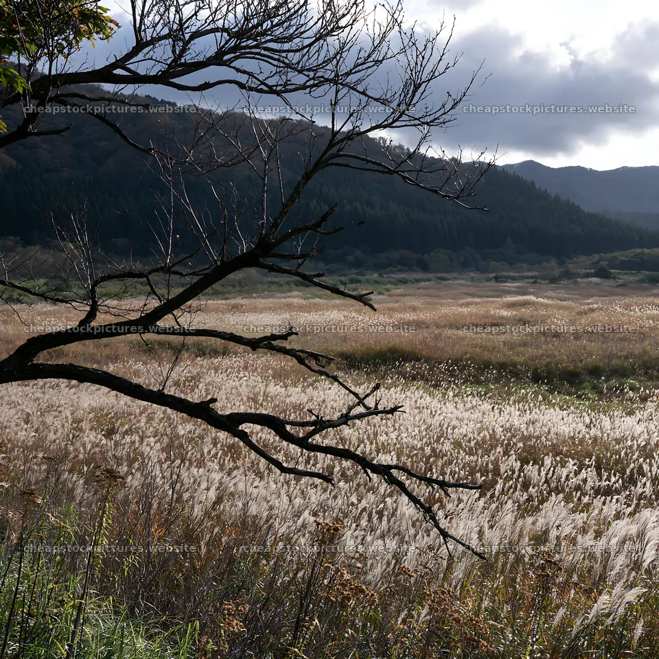 Yamagata rewilded meadow fallen branch foreground – stock pictures 7938x7938