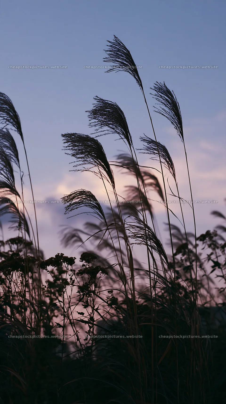 Tokyo urban biodiversity meadow with seedheads at sunset – stock pictures 5938x10608