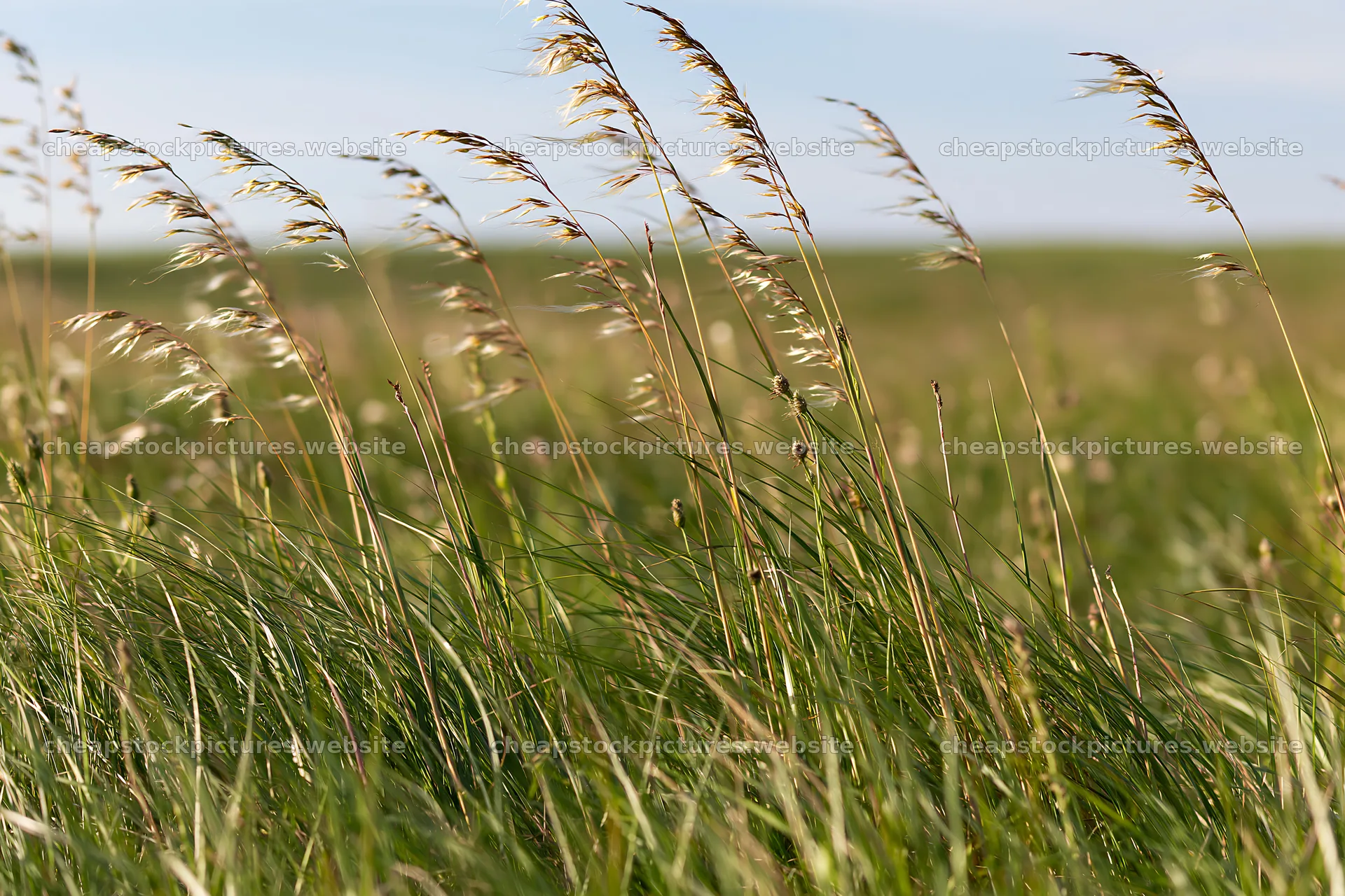 Climate-resilient meadow with tall grass swaying in the wind – stock pictures 9722x6480