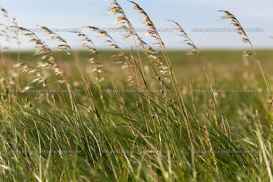 Climate-resilient meadow with tall grass swaying in the wind – stock pictures 9722x6480