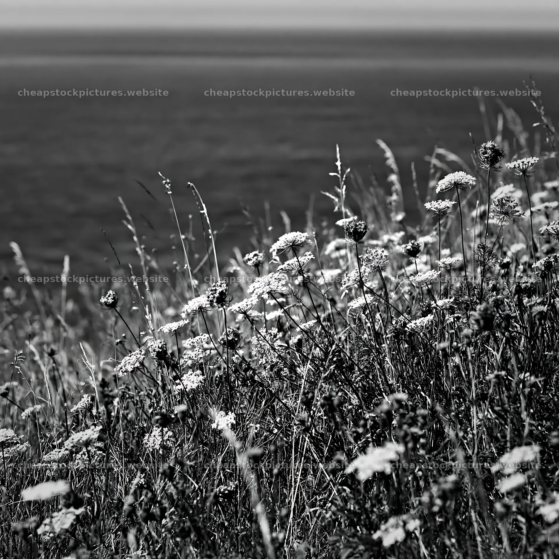 Clifftop meadow with flowers overlooking the ocean – stock pictures 7938x7938
