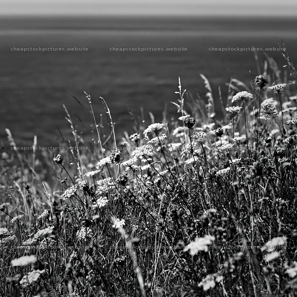 Clifftop meadow with flowers overlooking the ocean – stock pictures 7938x7938