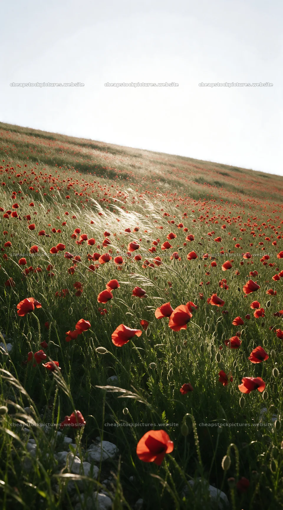 Sunny limestone meadow with red flowers and wide sky – stock pictures 5916x10648