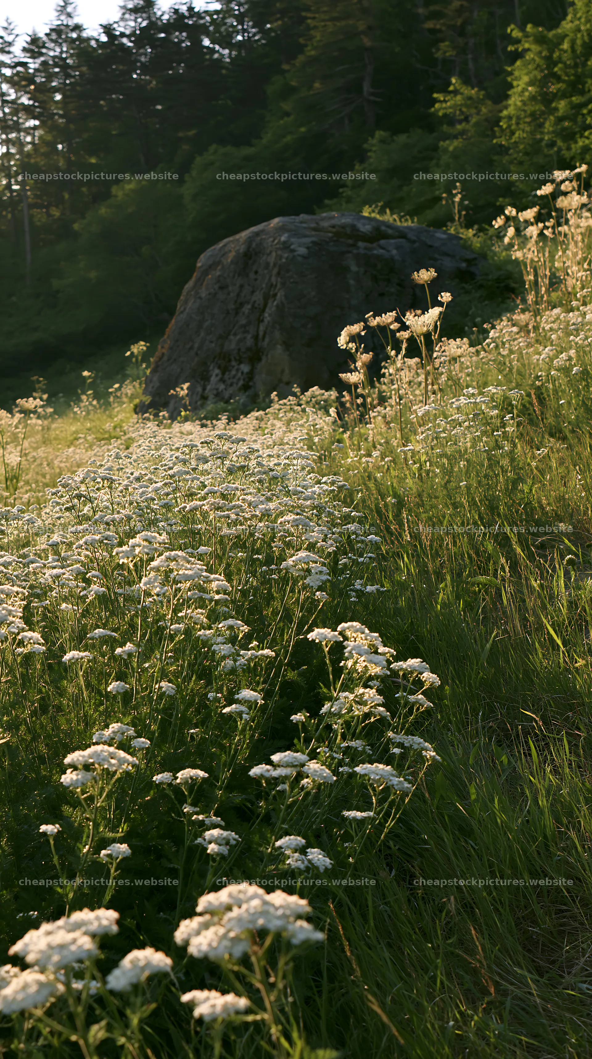 Nagano drought resilient meadow granite boulder – stock pictures 5938x10608