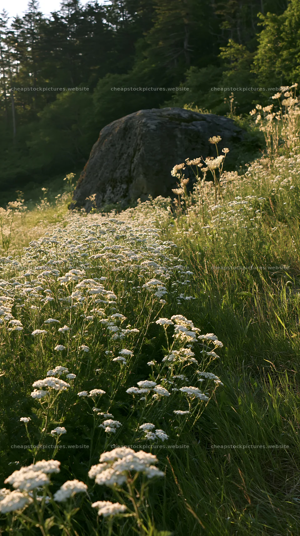 Nagano drought resilient meadow granite boulder – stock pictures 5938x10608