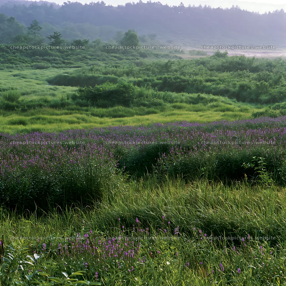 Niigata floodplain restoration meadow dew foreground – stock pictures 7938x7938
