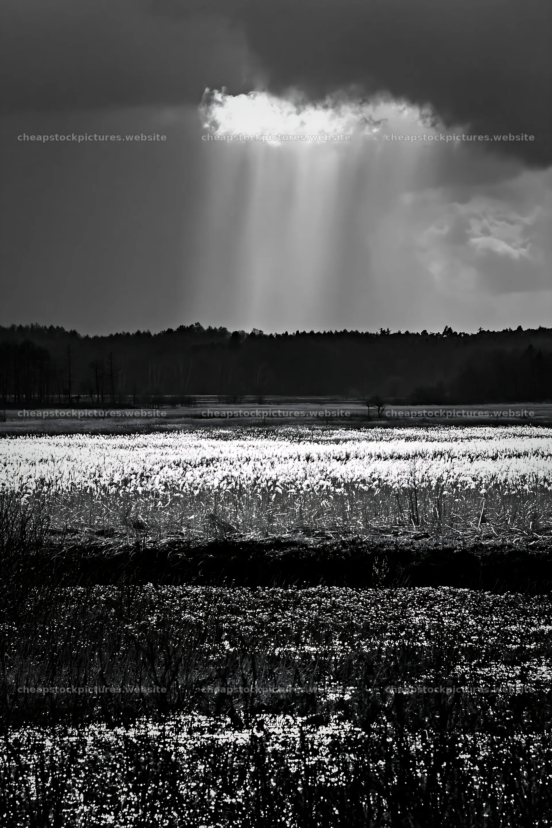 Akita snowmelt meadow with silver grasses and cloudy sky – stock pictures 6480x9722