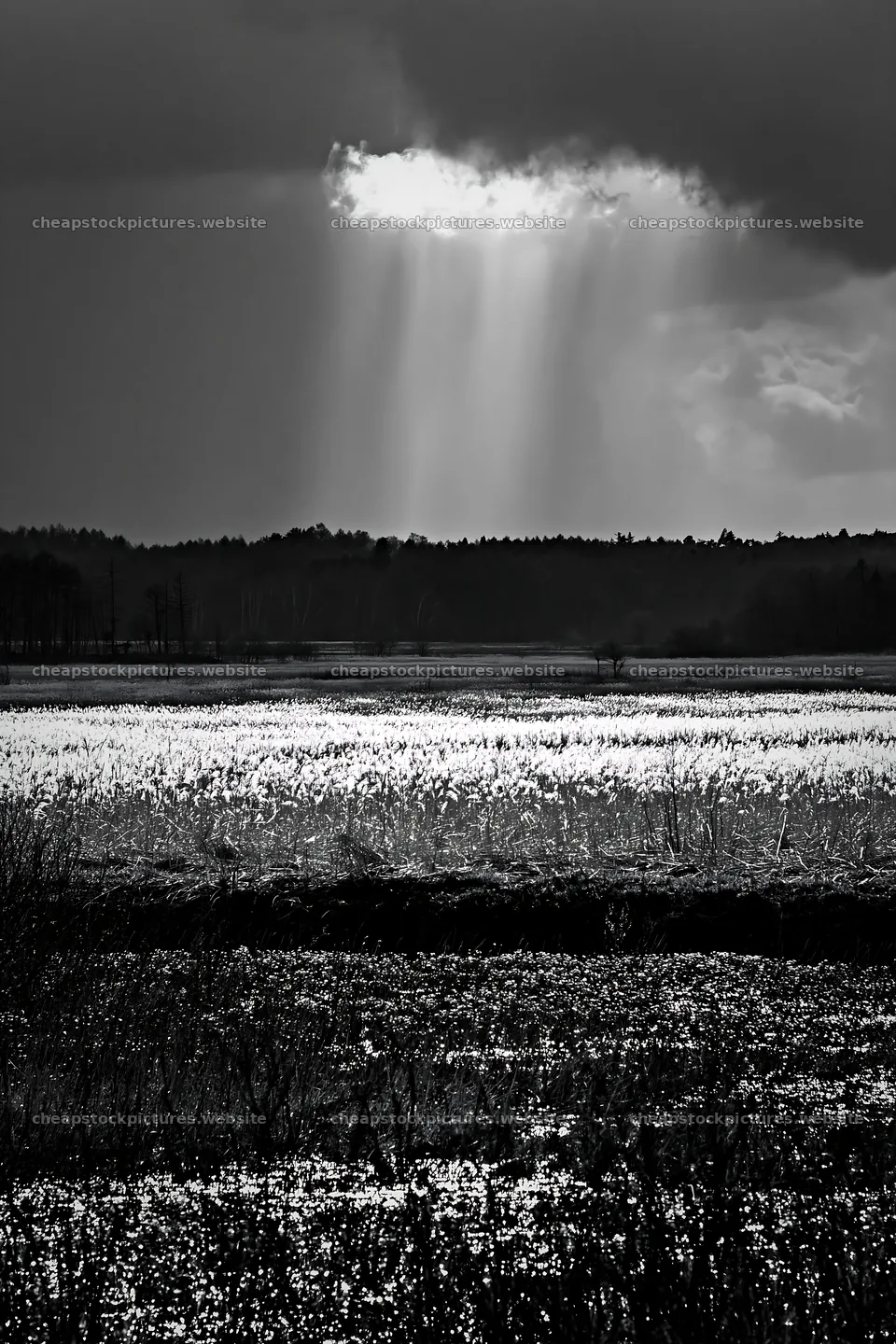 Akita snowmelt meadow with silver grasses and cloudy sky – stock pictures 6480x9722