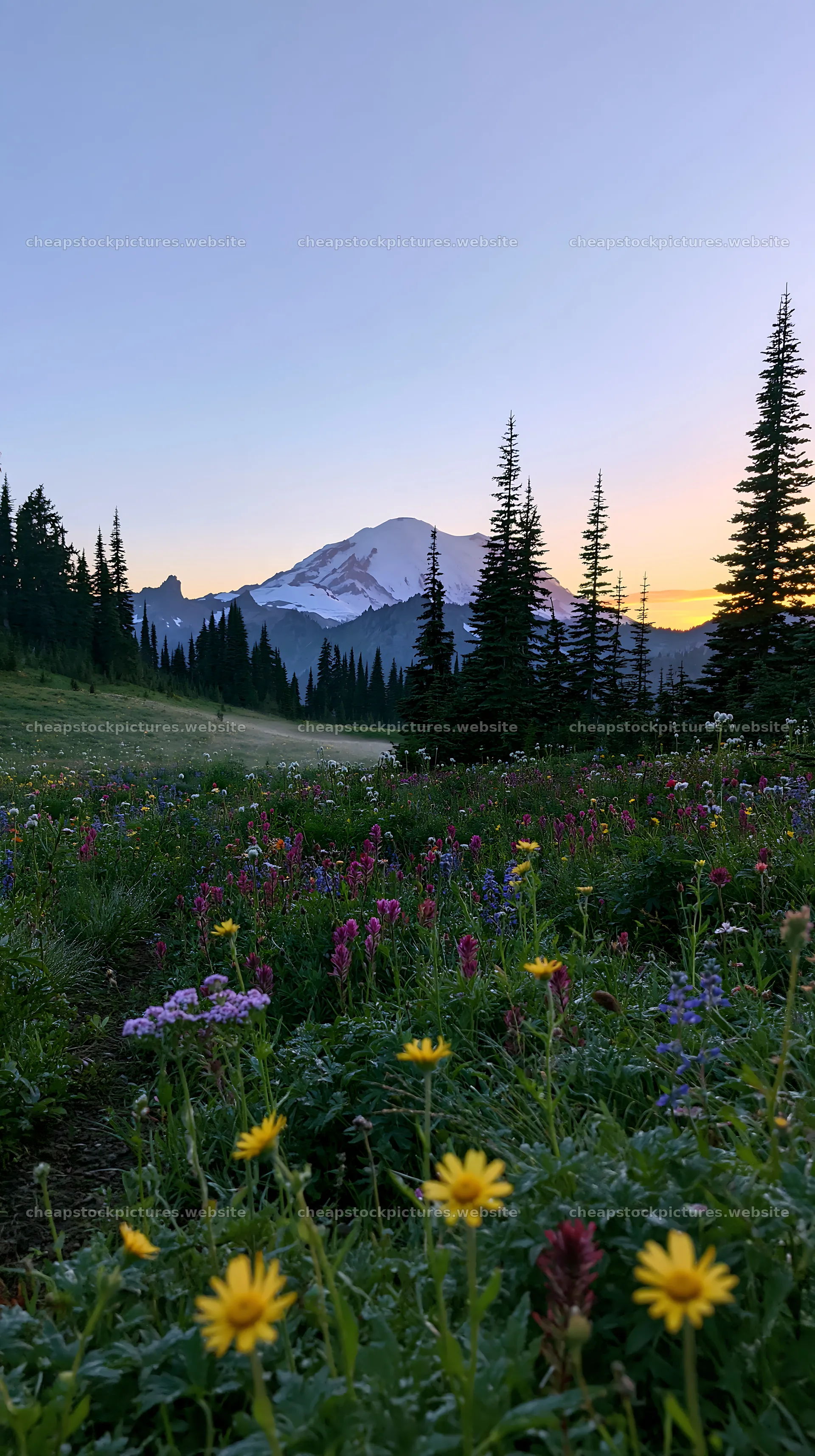 Mount Rainier wildflower meadow at sunrise – stock pictures 5938x10608