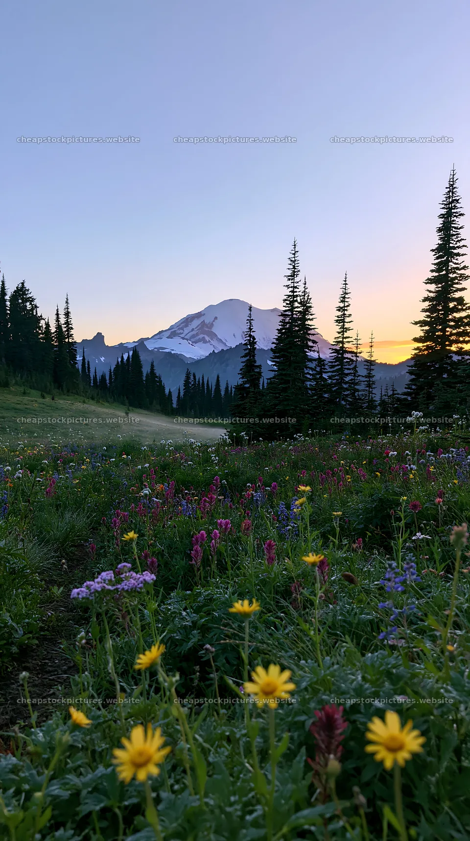Mount Rainier wildflower meadow at sunrise – stock pictures 5938x10608