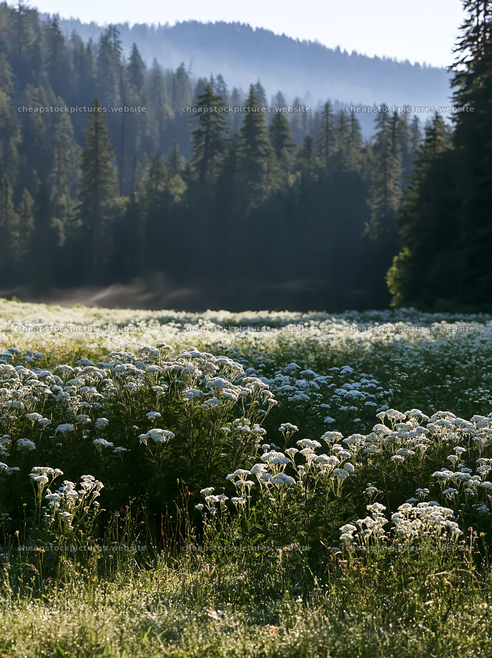 Yarrow meadow bloom in morning light – stock pictures 6866x9174