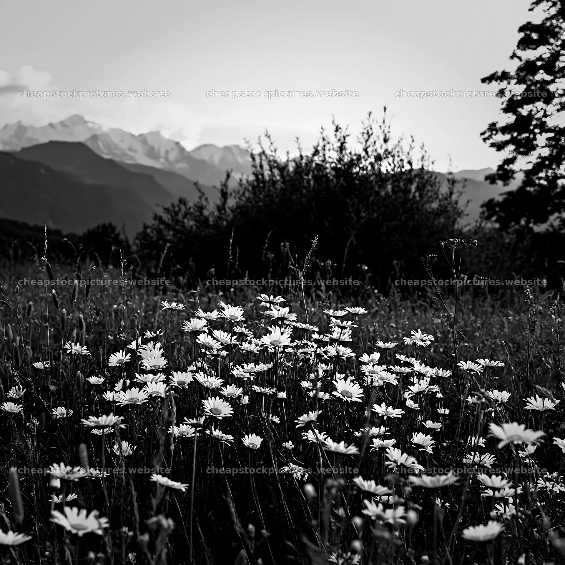 Twilight meadow with yarrow flowers and mountains nearby – stock pictures 7938x7938