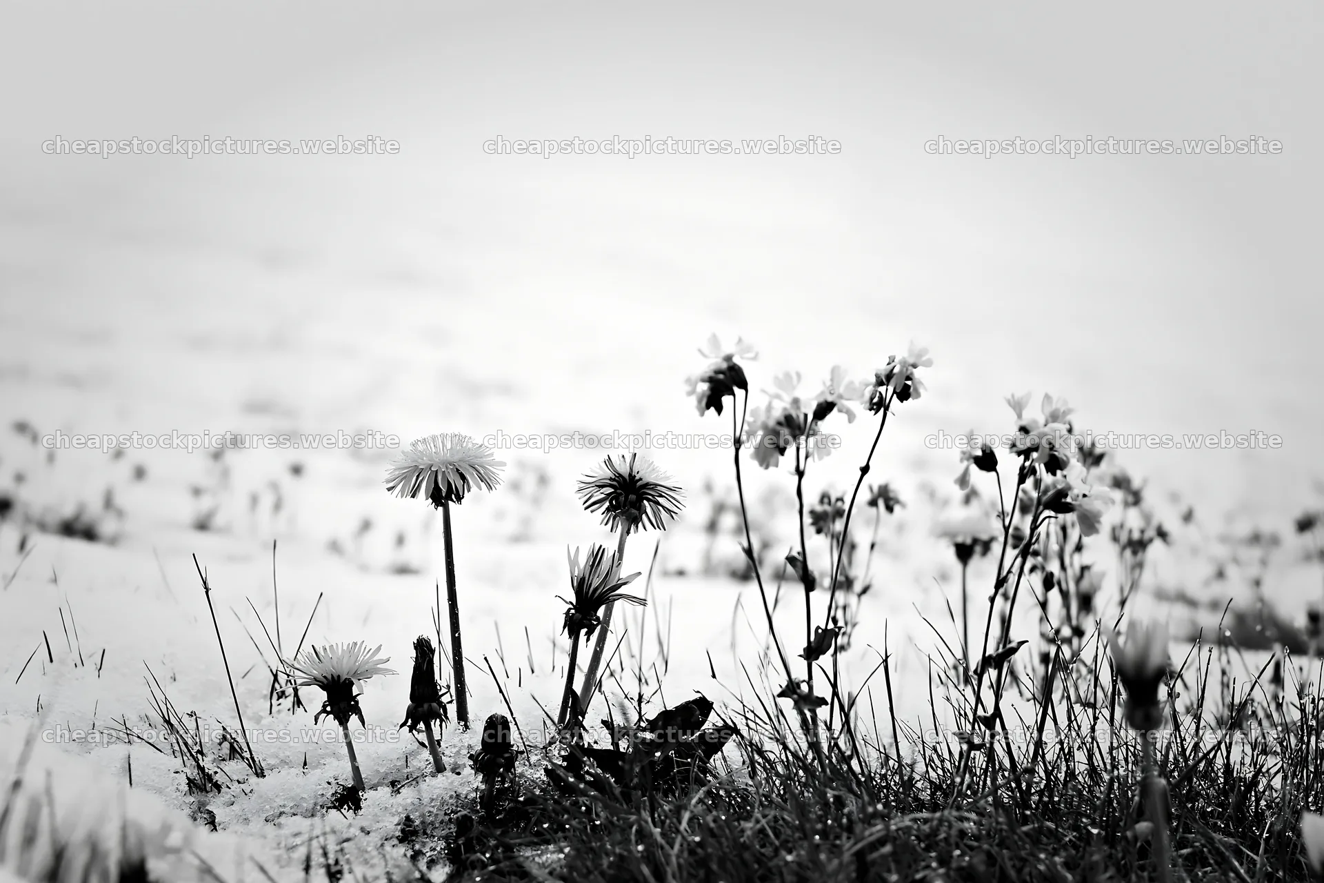 Meadow whiteout with yellow flowers surrounded by snow – stock pictures 9722x6480