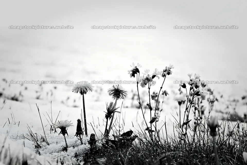 Meadow whiteout with yellow flowers surrounded by snow – stock pictures 9722x6480