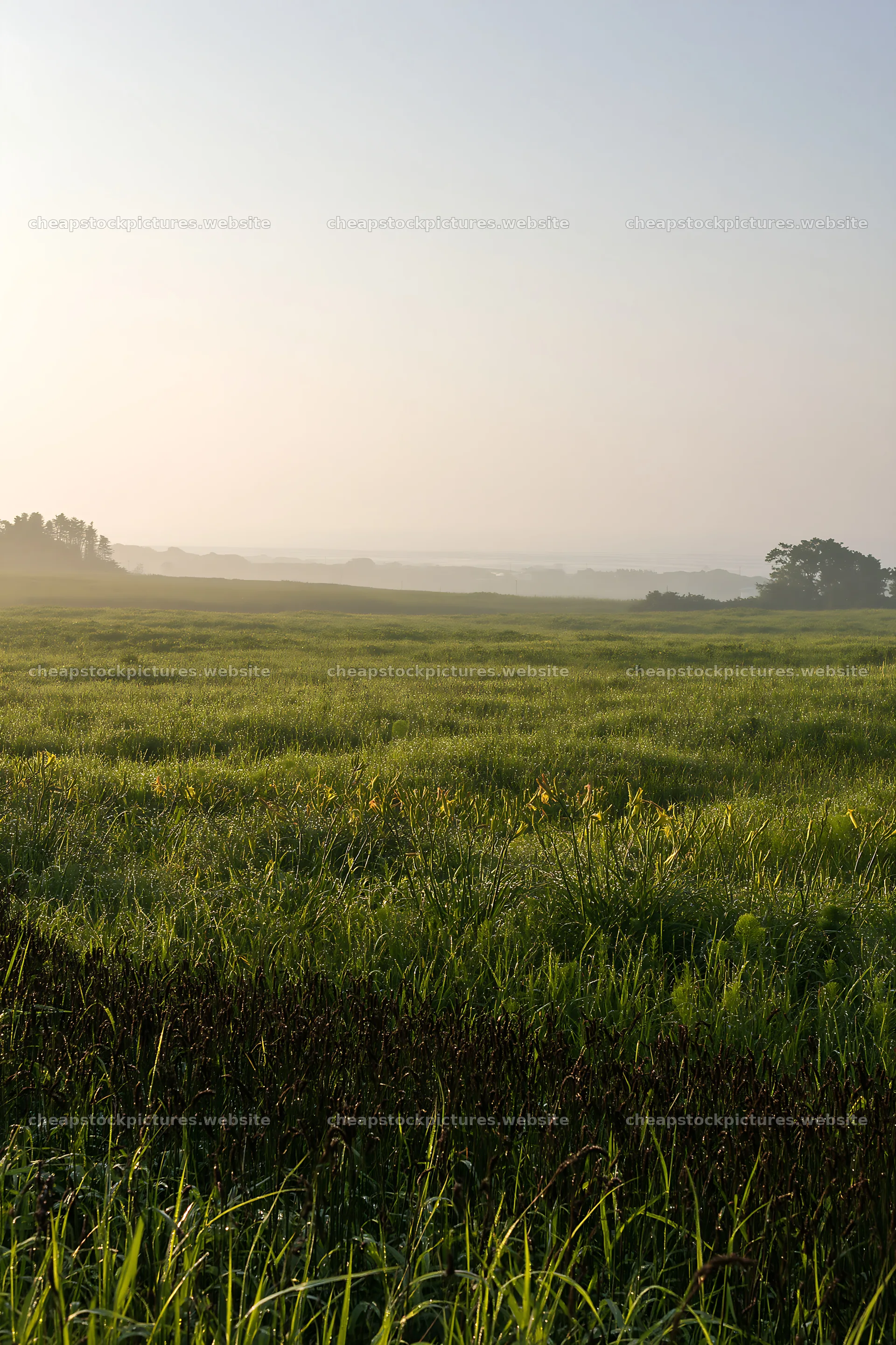Expansive Hokkaido restoration meadow with dewdrops – stock pictures 6480x9722