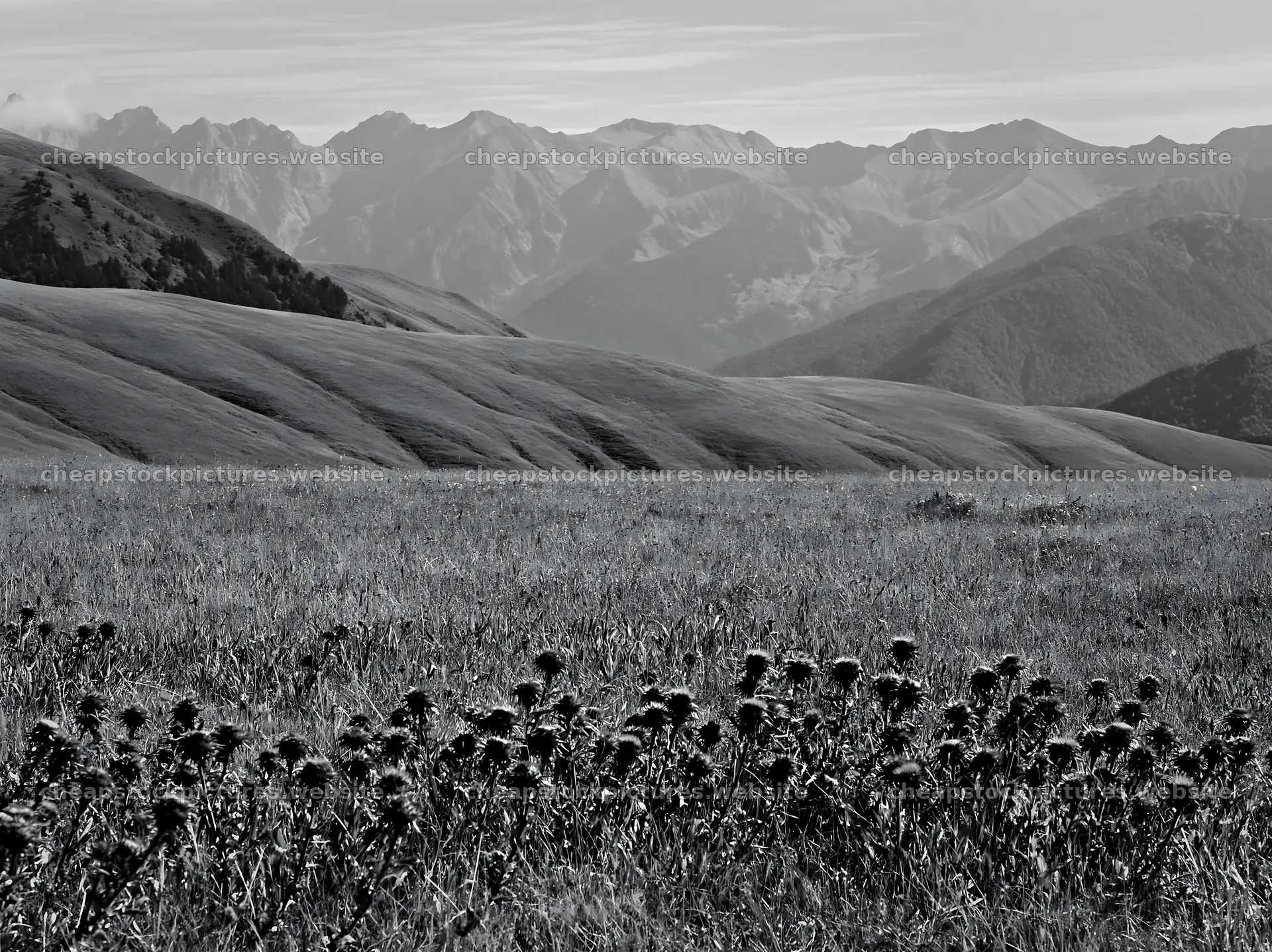 French meadow below Pyrenees range with wildflowers – stock pictures 9174x6866