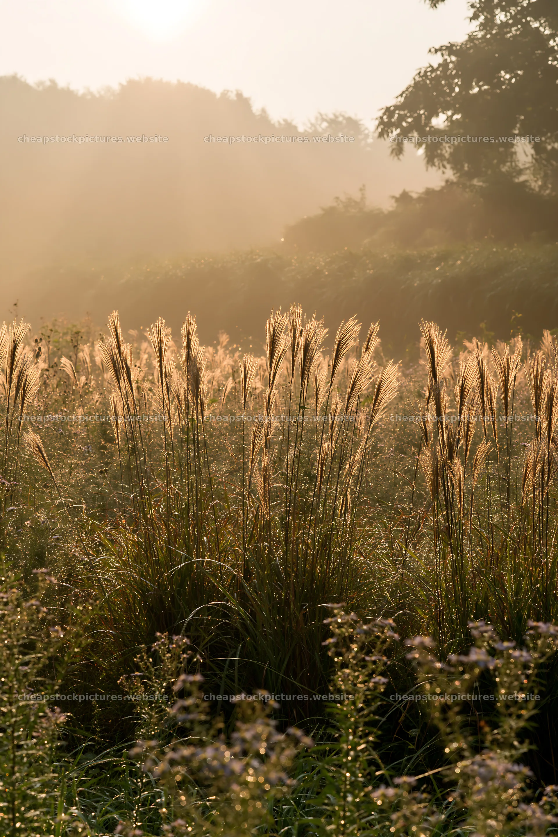 Tokyo urban biodiversity meadow with seedheads at sunrise – stock pictures 6480x9722
