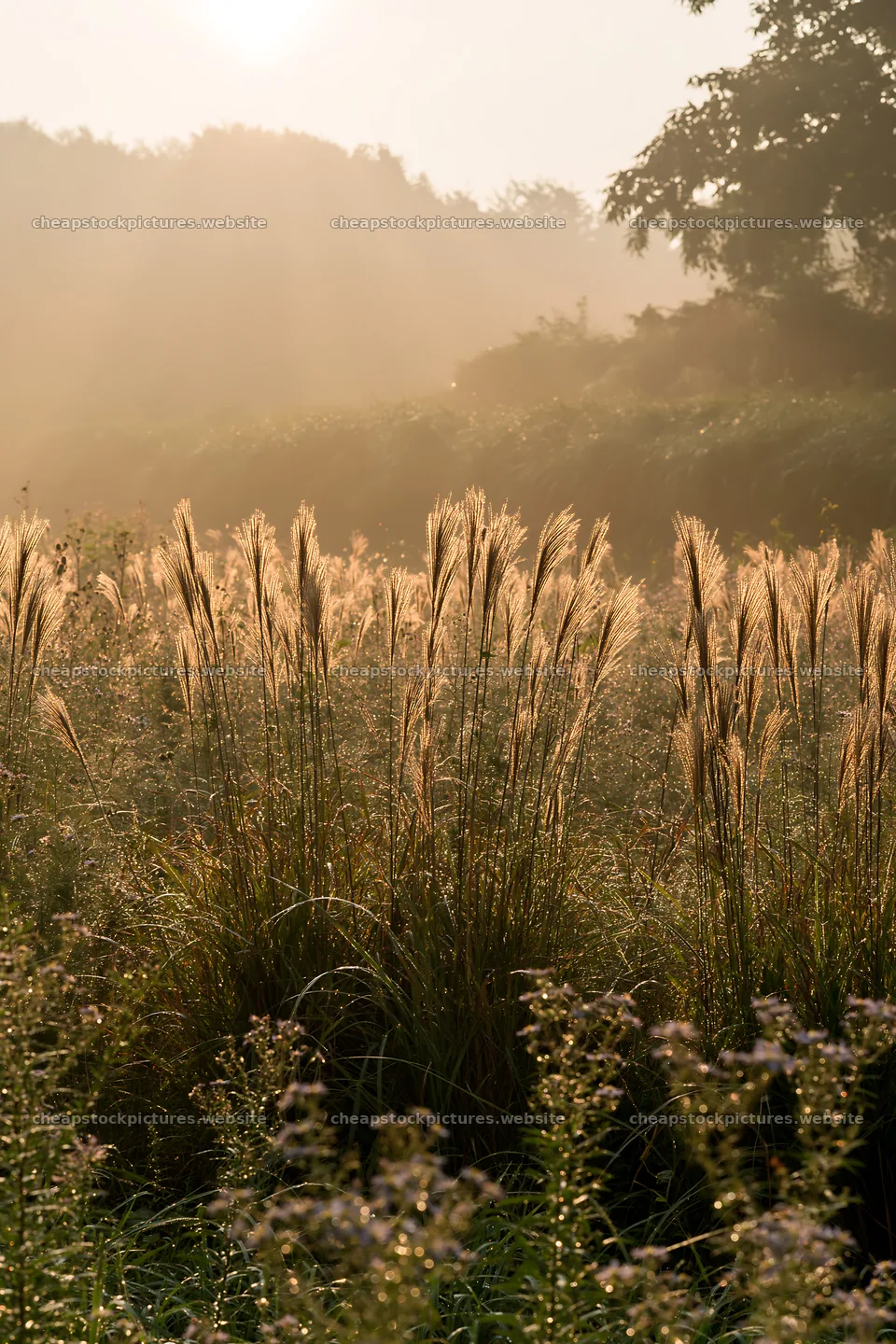 Tokyo urban biodiversity meadow with seedheads at sunrise – stock pictures 6480x9722