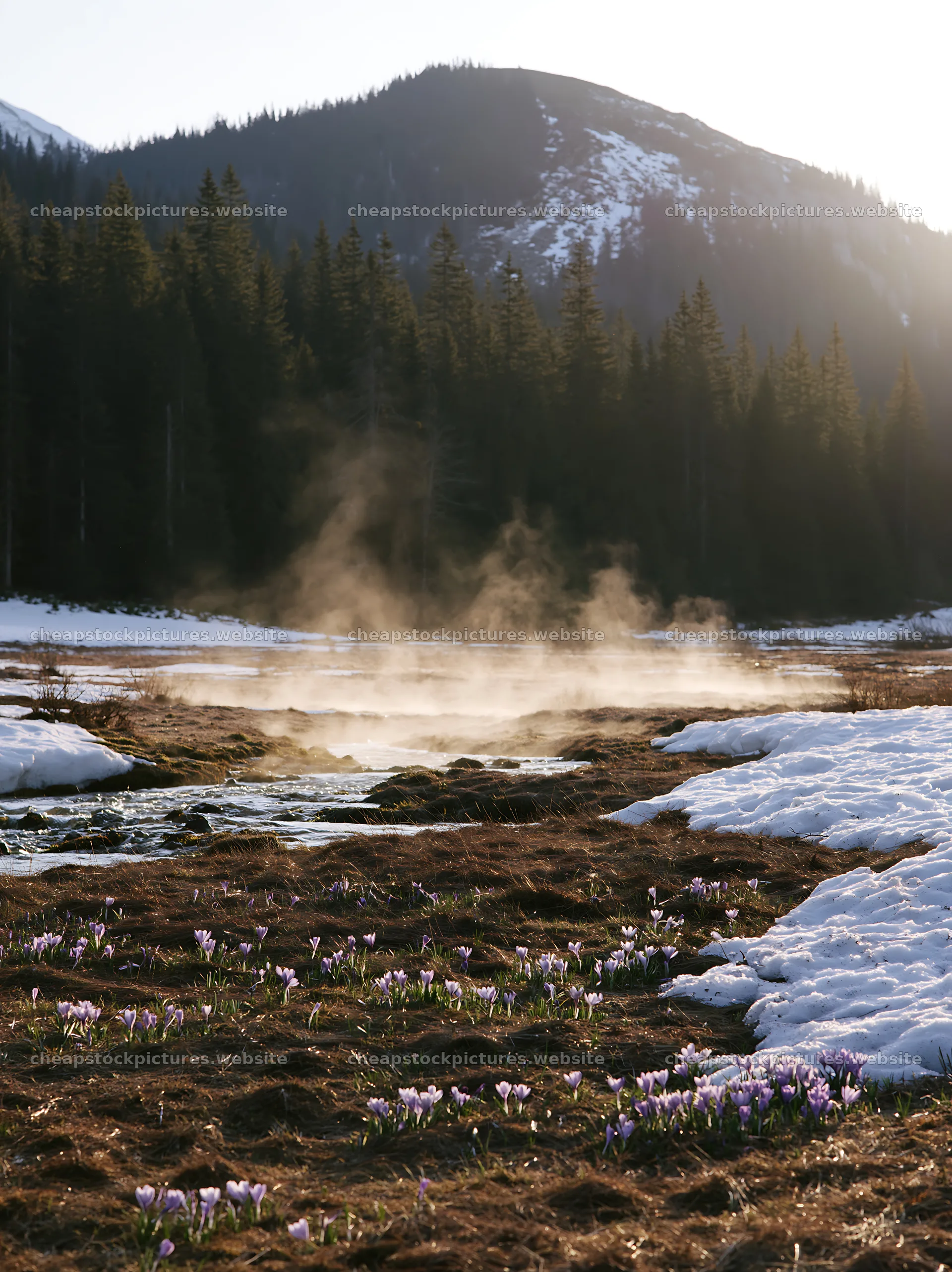 Snowmelt meadow with flowers and steam near mountains – stock pictures 6866x9174