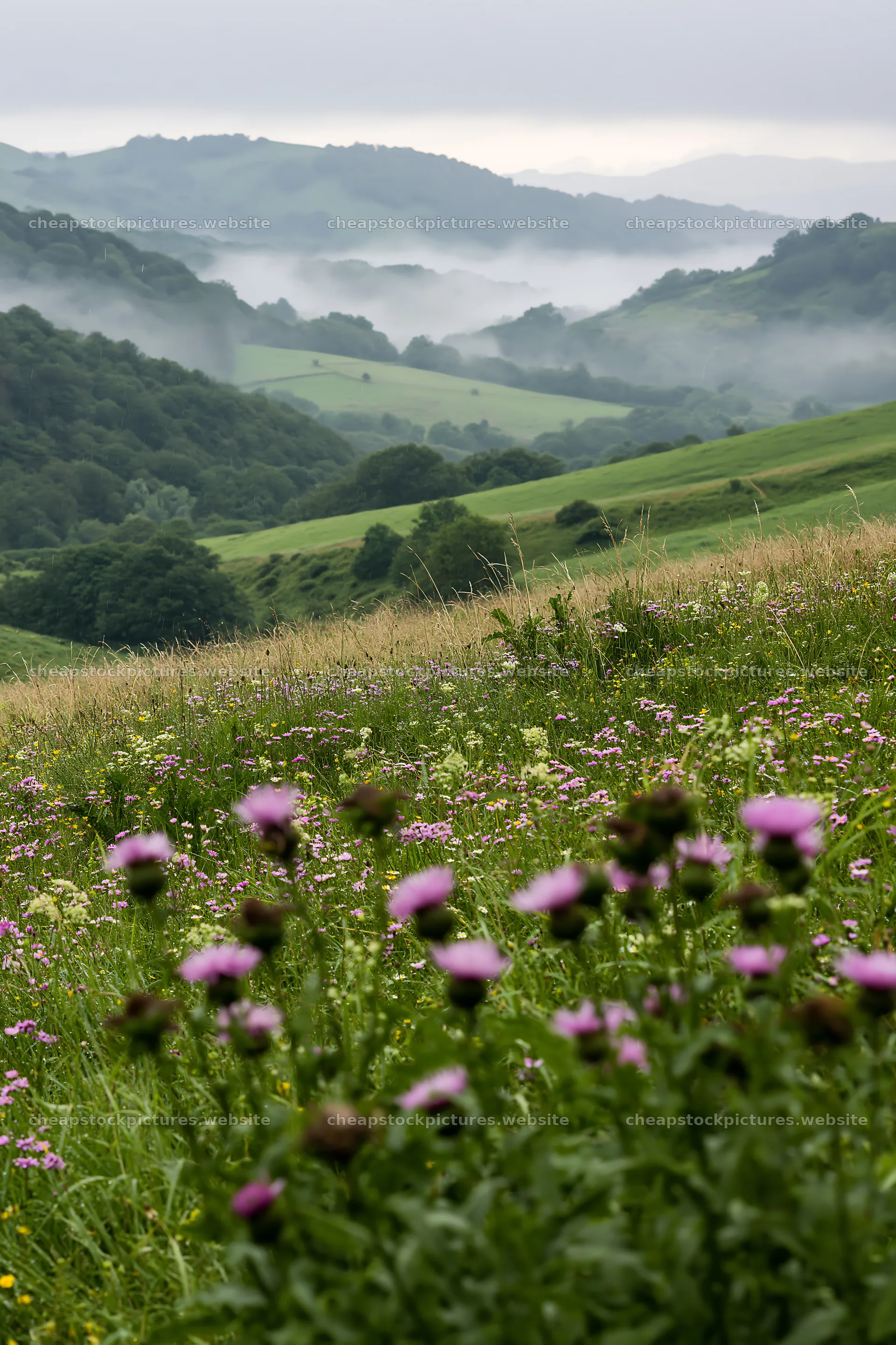 Rolling valley meadows with flowers and distant hills – stock pictures 6480x9722