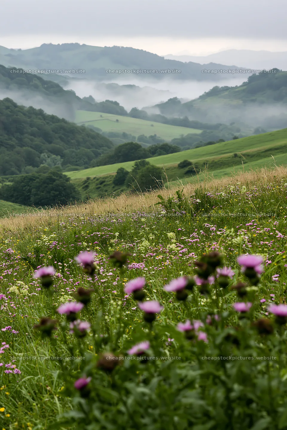 Rolling valley meadows with flowers and distant hills – stock pictures 6480x9722