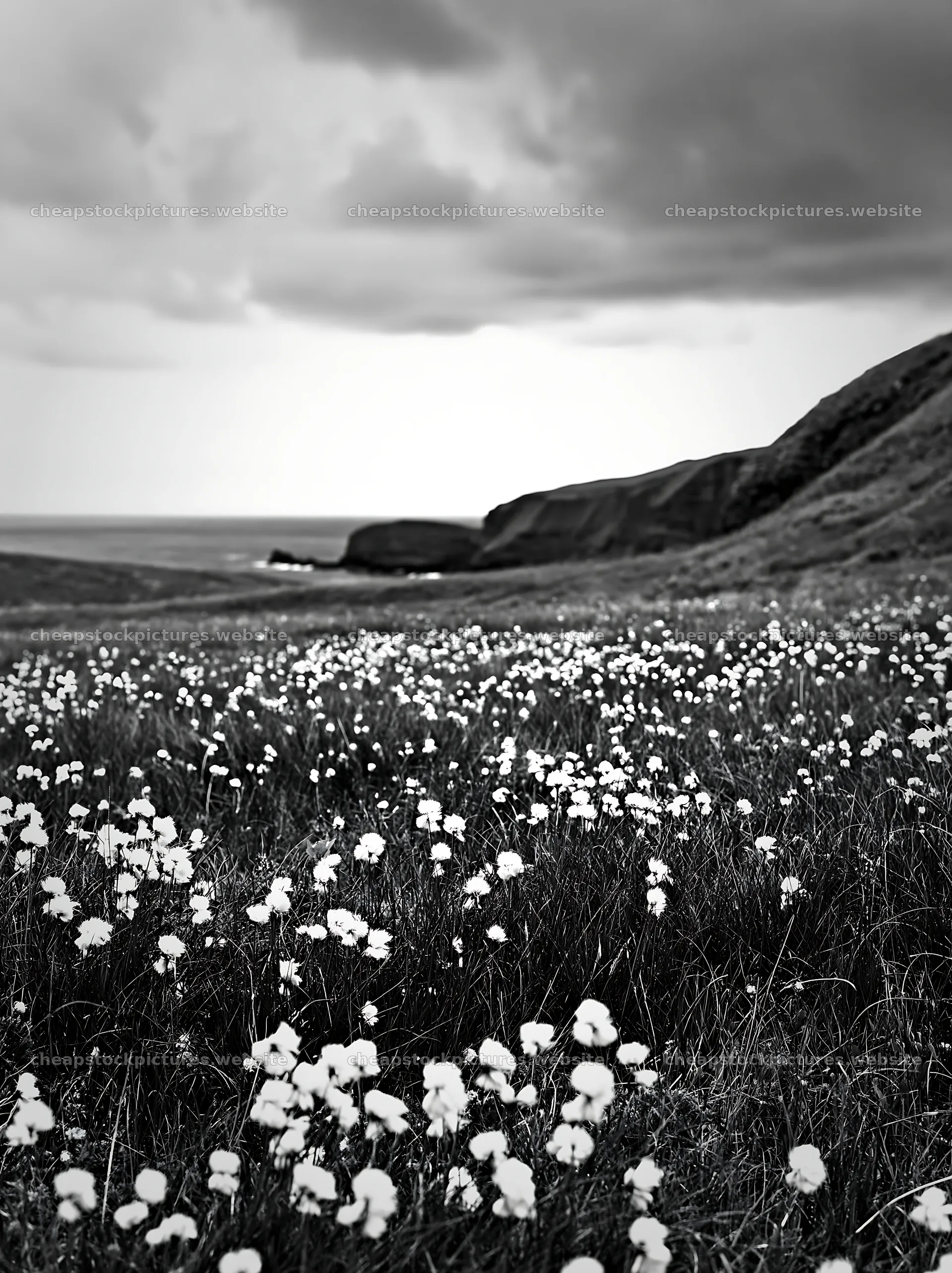 Cottongrass meadow glow near the coast on a cloudy day – stock pictures 6866x9174