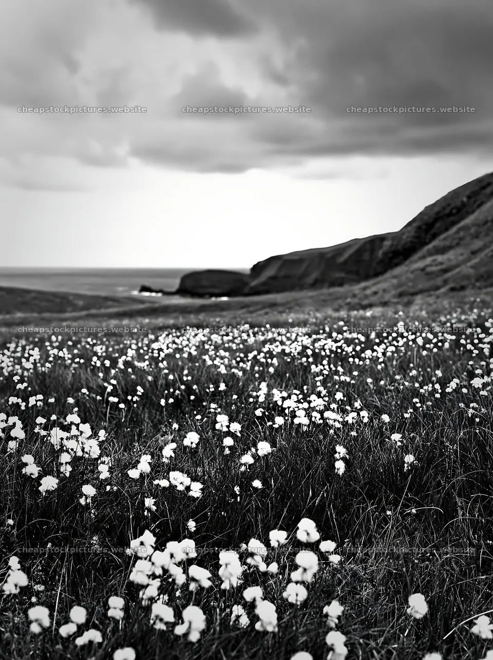 Cottongrass meadow glow near the coast on a cloudy day – stock pictures 6866x9174