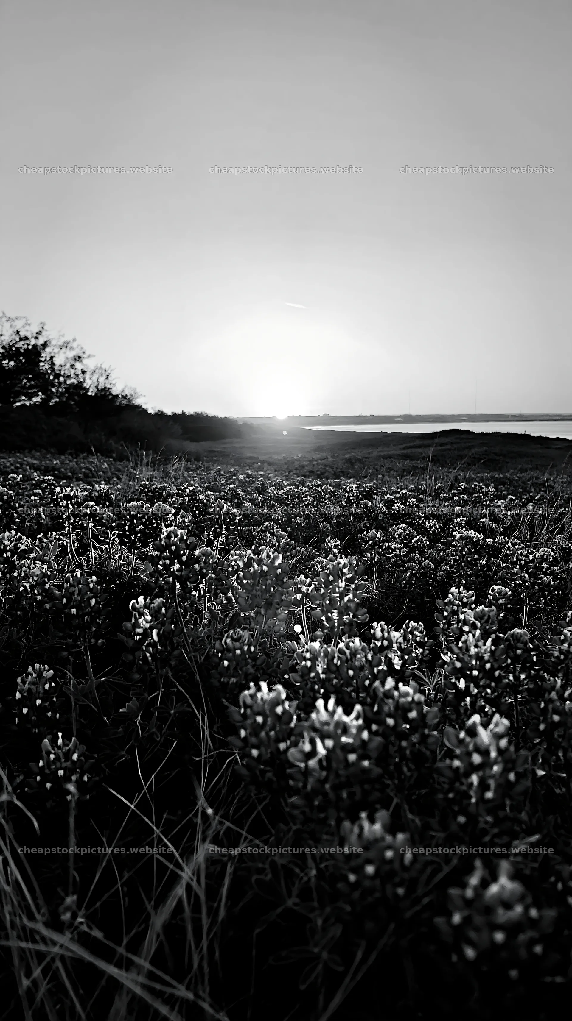 Bluebonnet meadow sunrise with flowers and vibrant colors – stock pictures 5938x10608
