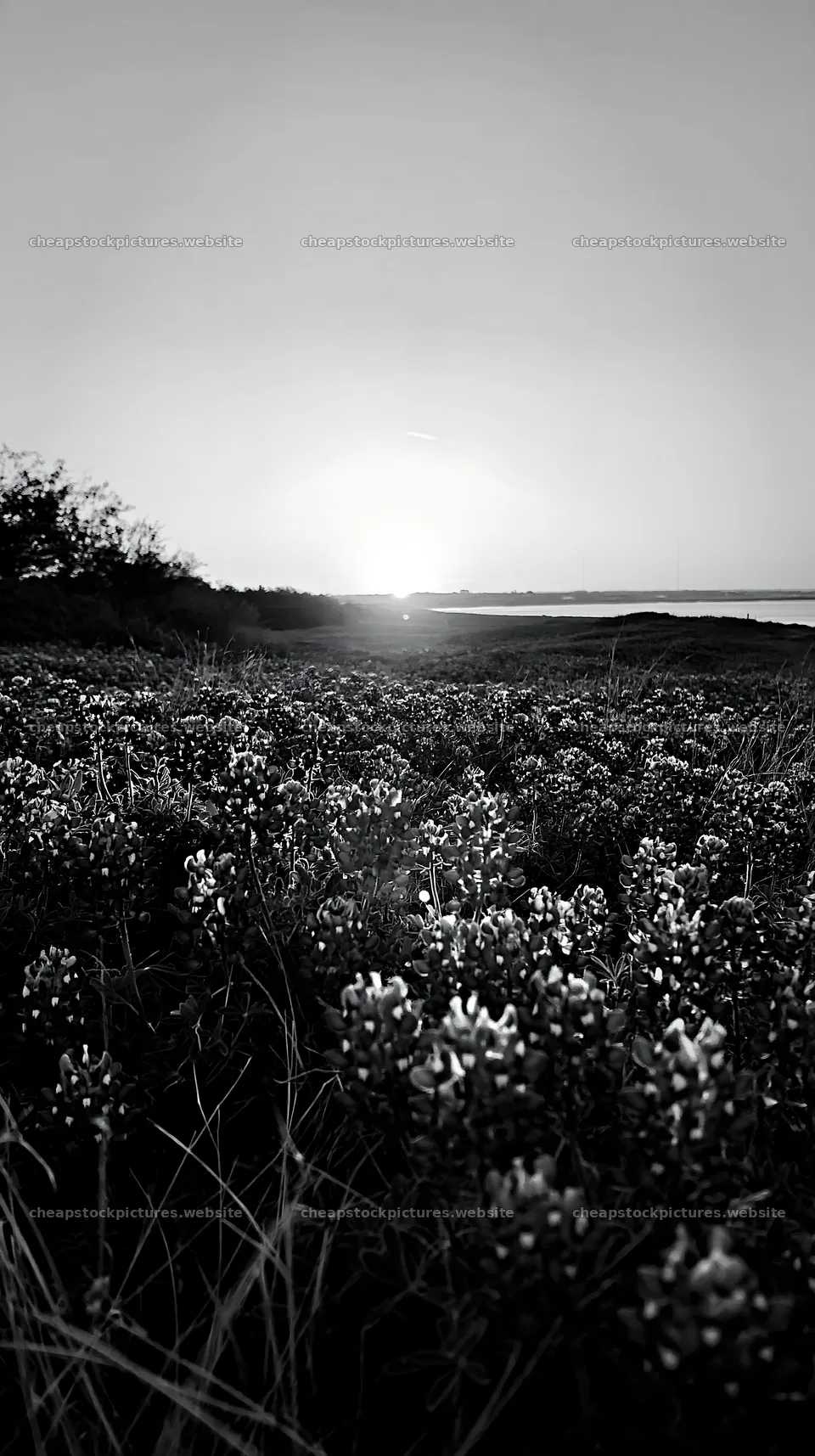 Bluebonnet meadow sunrise with flowers and vibrant colors – stock pictures 5938x10608