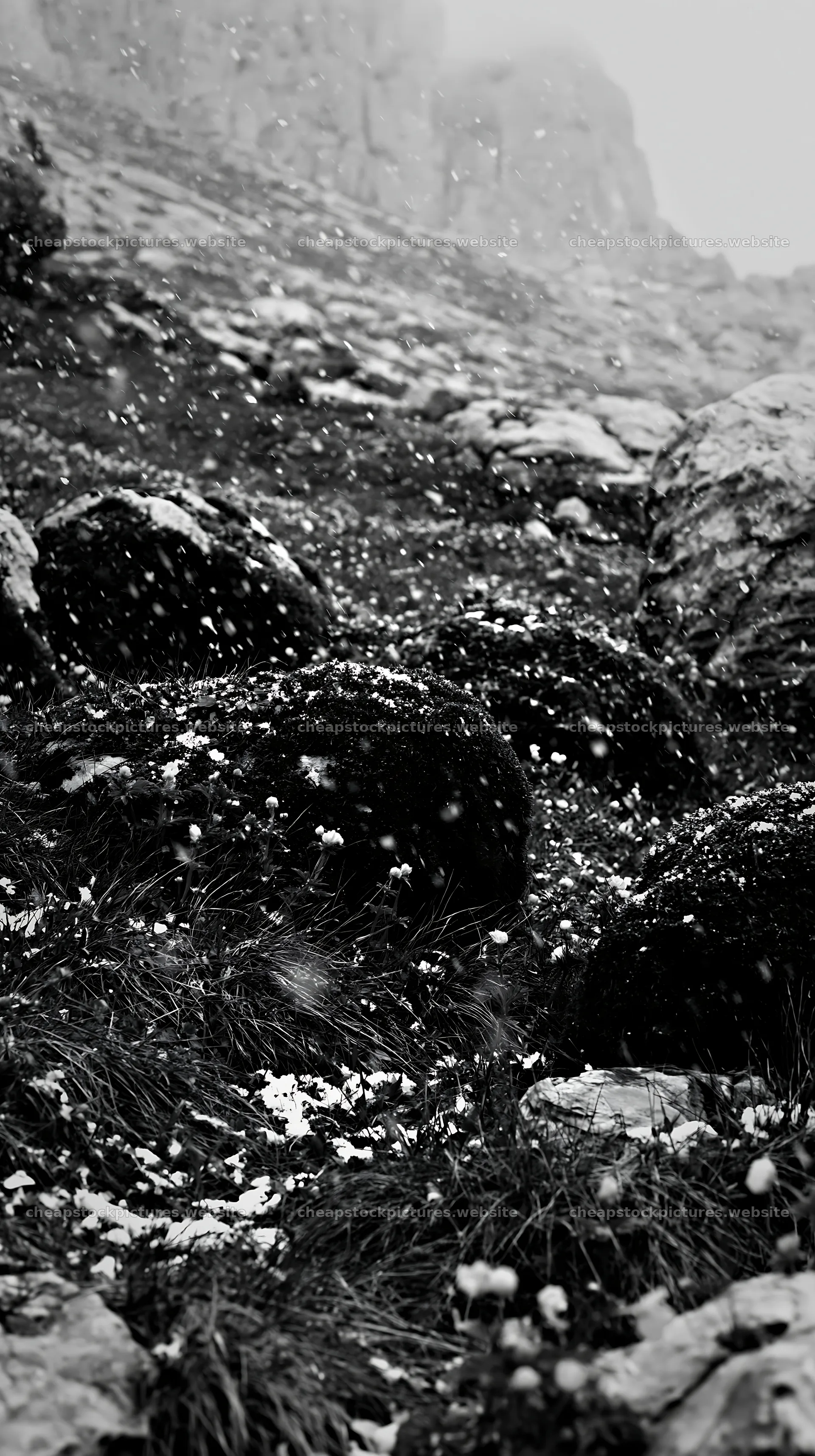 Mossy boulders in a meadow during snow – stock pictures 5938x10608