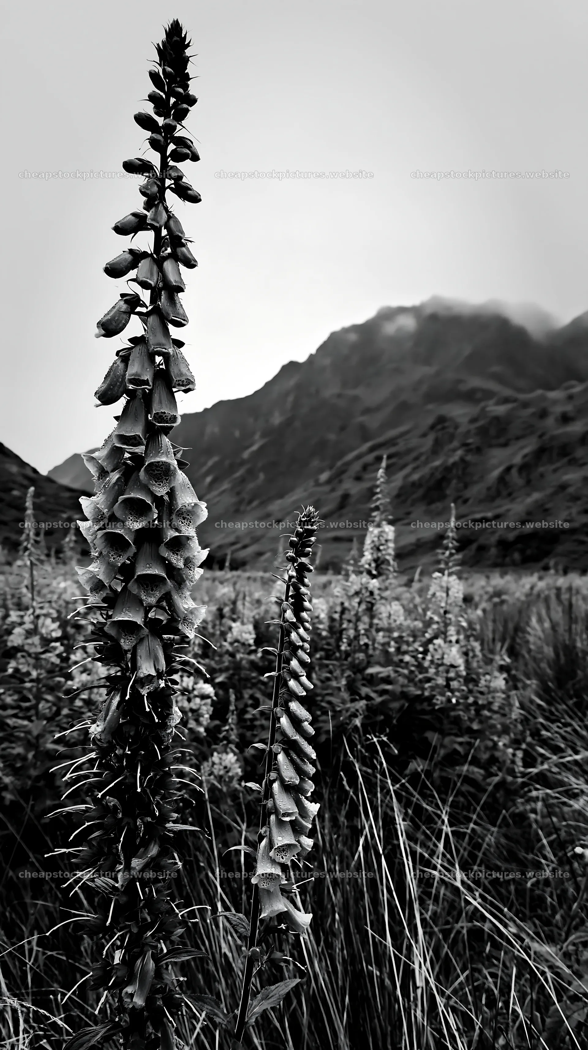 Meadow beneath crags with flowering plants – stock pictures 5938x10608