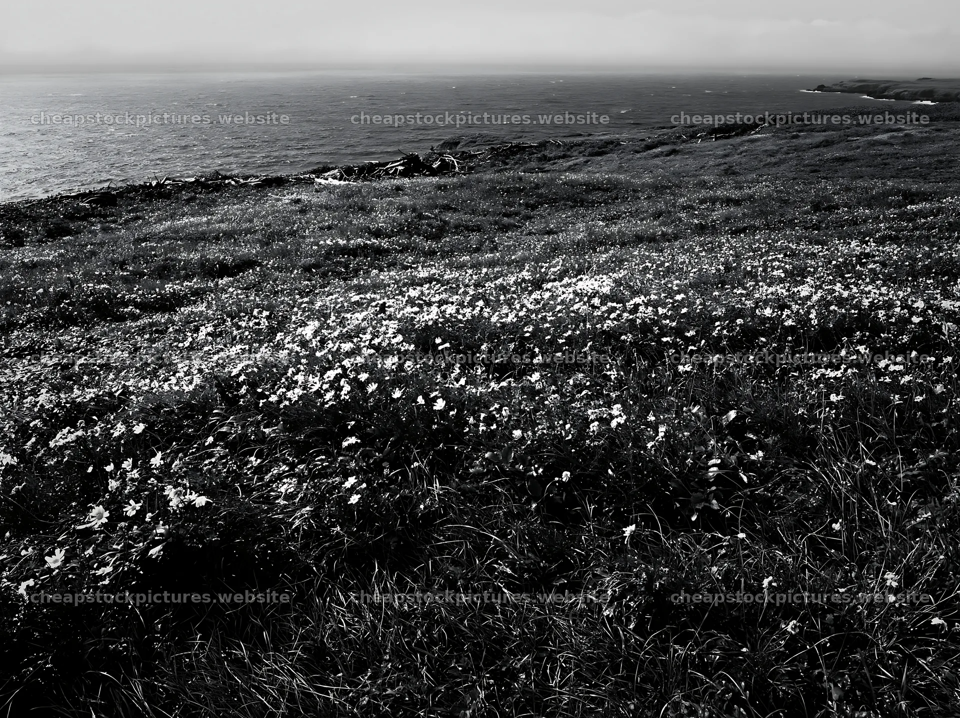 Ishikawa coastal meadow storm washed driftwood on grassy field – stock pictures 9174x6866