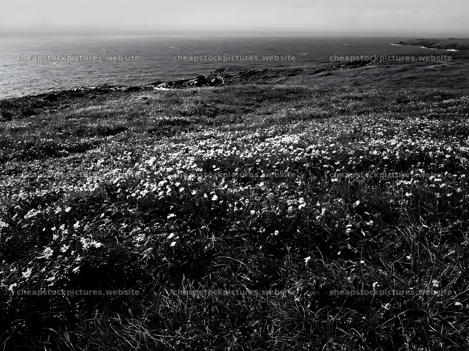 Ishikawa coastal meadow storm washed driftwood on grassy field – stock pictures 9174x6866