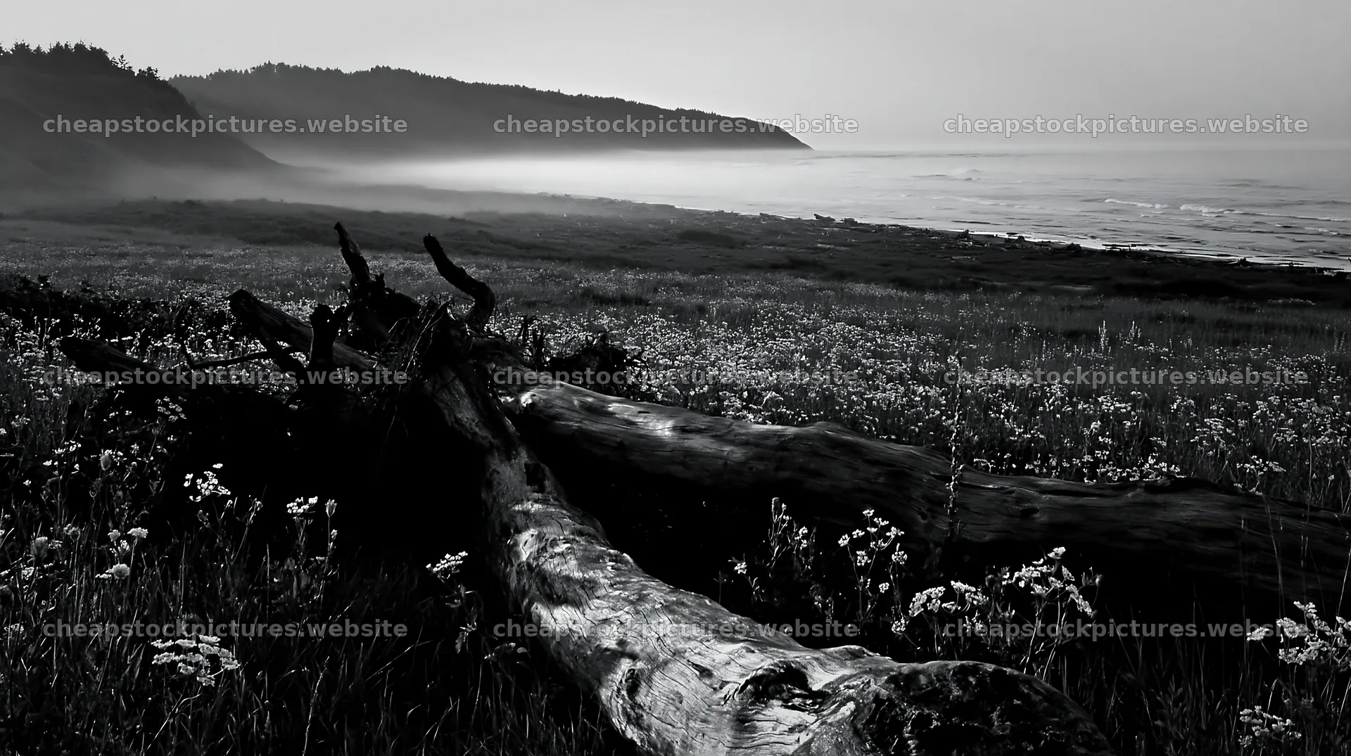 Ishikawa coastal meadow storm washed driftwood on the shore – stock pictures 10608x5938