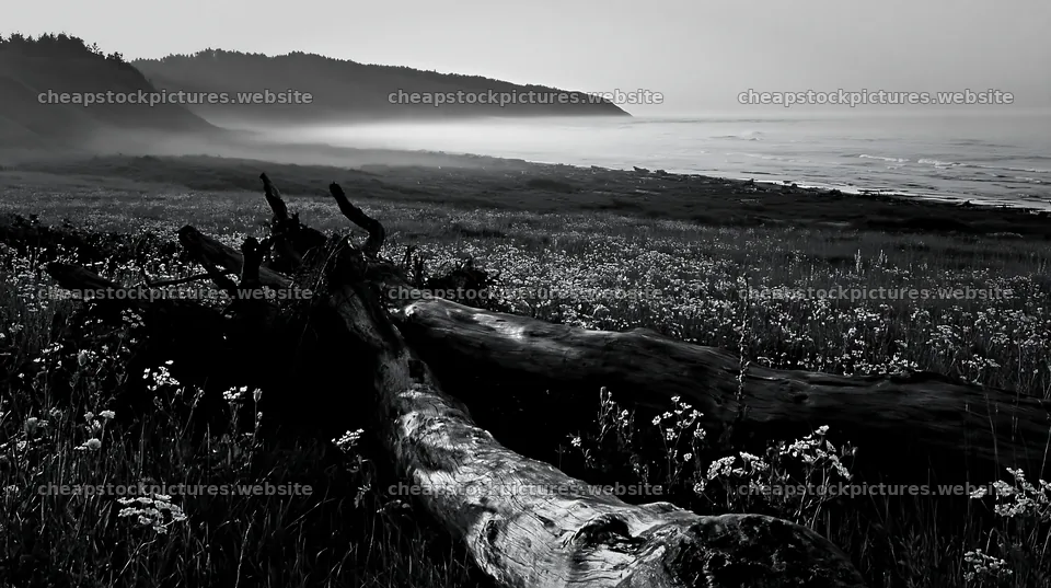 Ishikawa coastal meadow storm washed driftwood on the shore – stock pictures 10608x5938