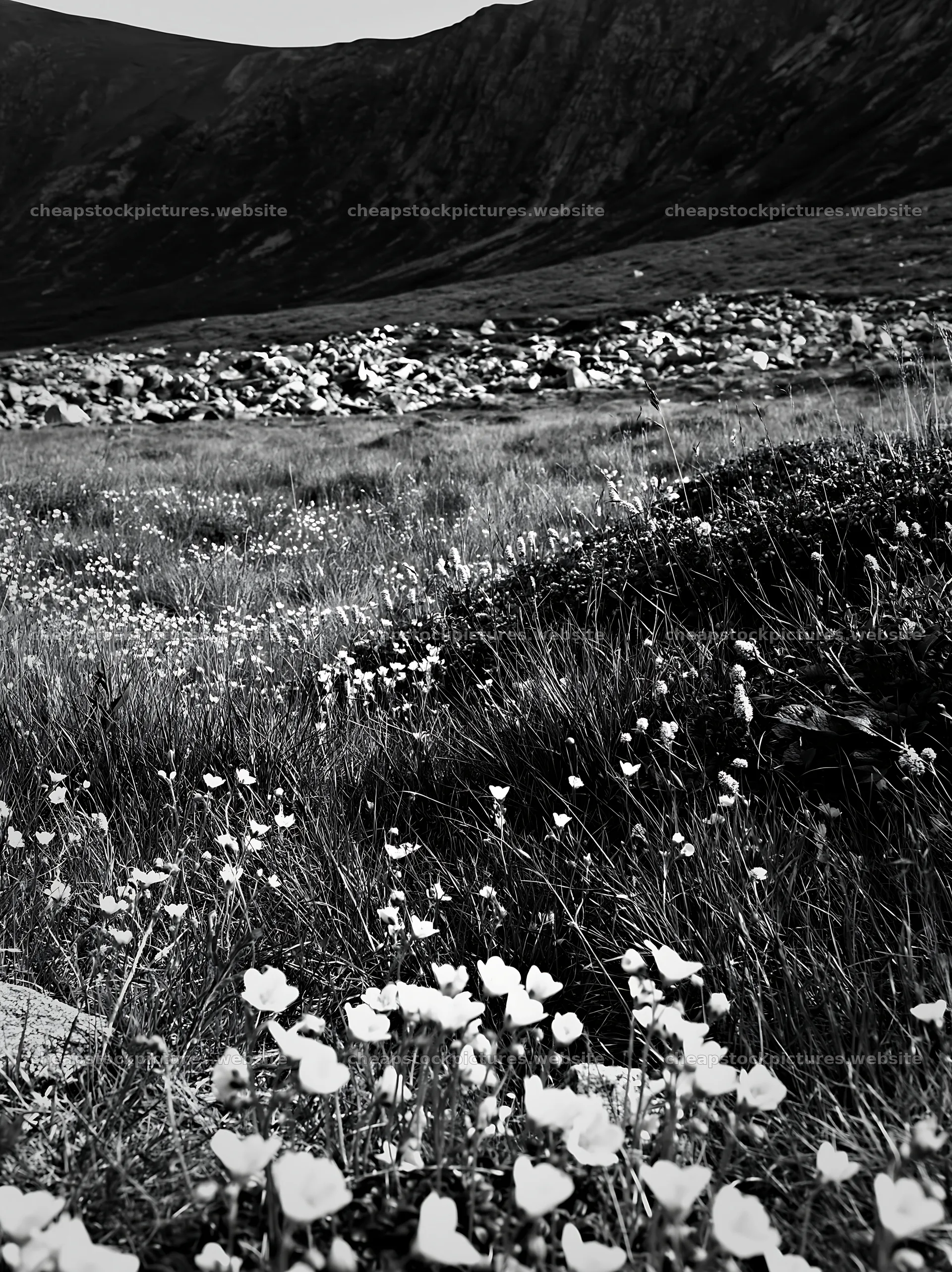 Meadow full of white flowers in black and white landscape – stock pictures 6866x9174