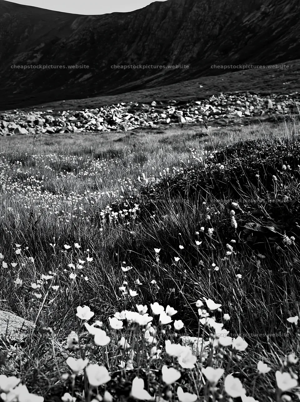 Meadow full of white flowers in black and white landscape – stock pictures 6866x9174