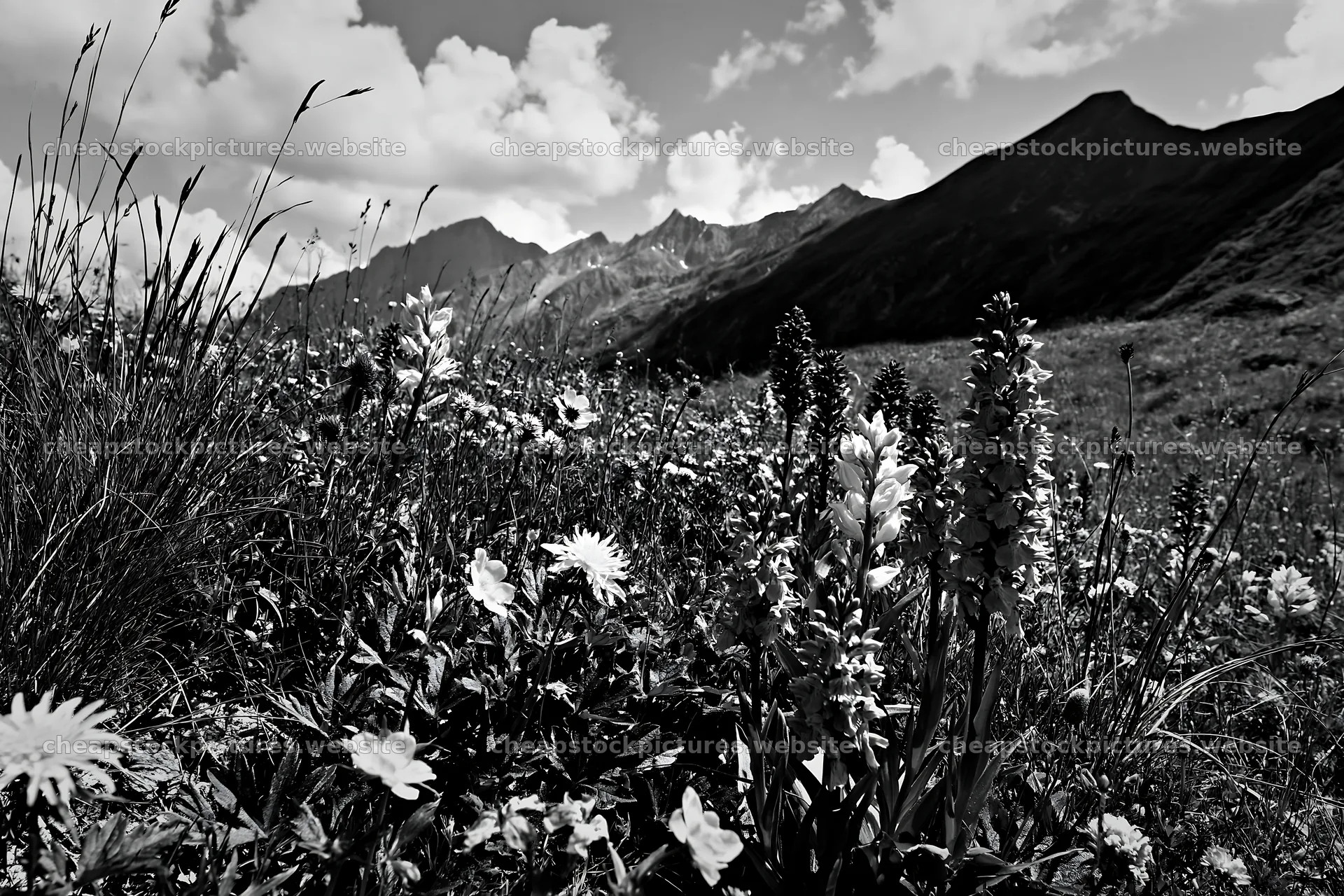 Colorful orchids and flowers in a meadow with mountains in – stock pictures 9722x6480