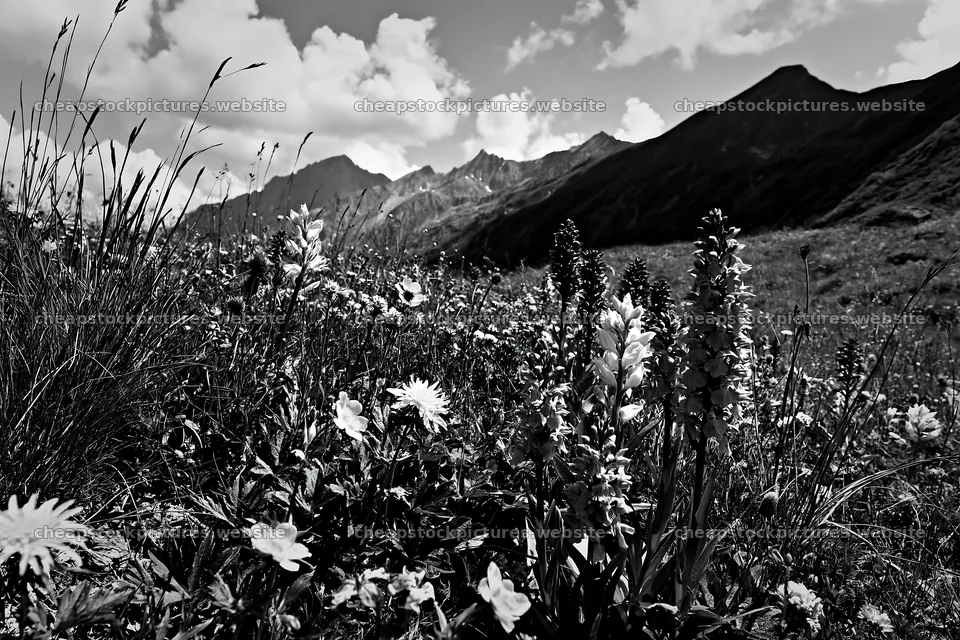 Colorful orchids and flowers in a meadow with mountains in – stock pictures 9722x6480