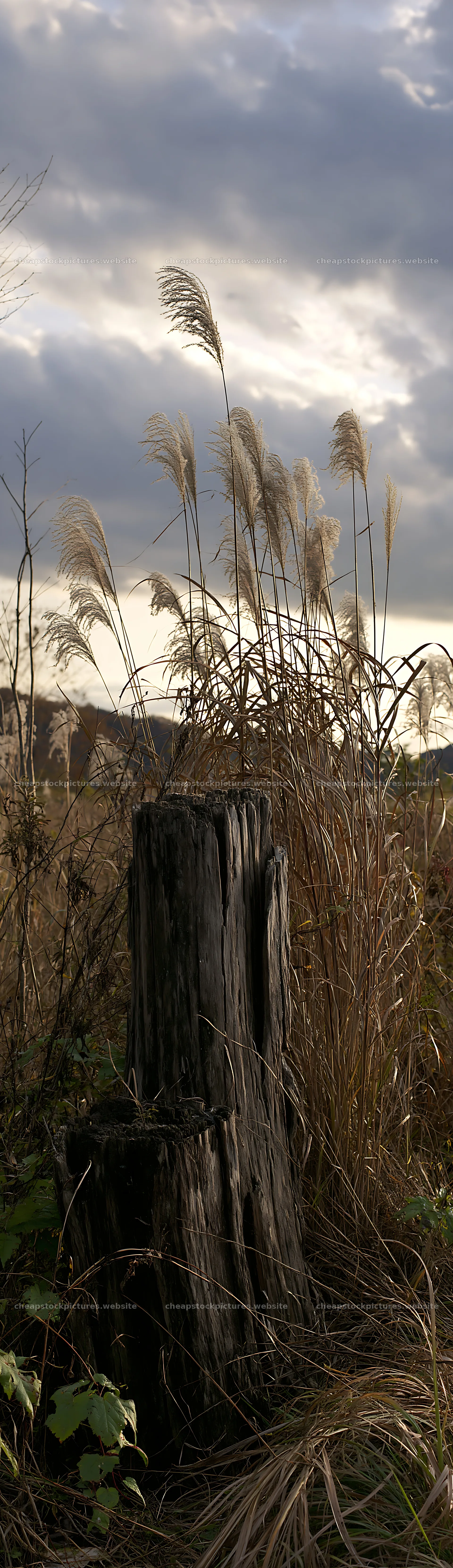 Fukushima native meadow with weathered stump – stock pictures 4268x14762