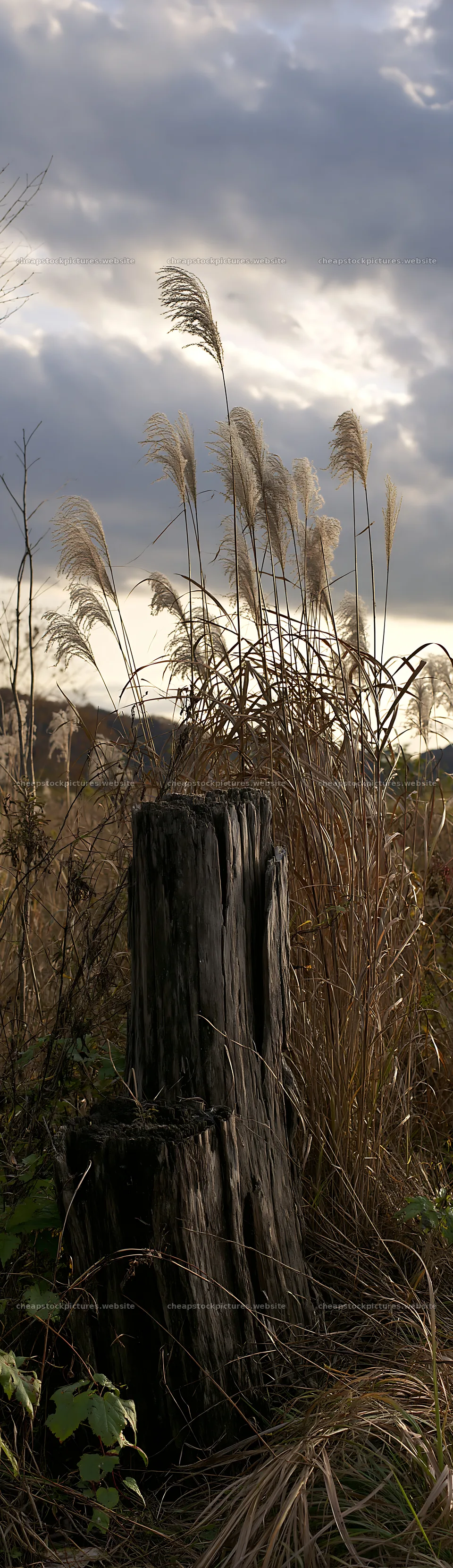 Fukushima native meadow with weathered stump – stock pictures 4268x14762