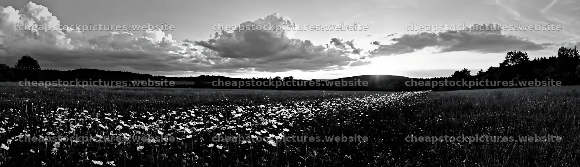 German foothill meadow with flowers at sunset – stock pictures 14762x4268