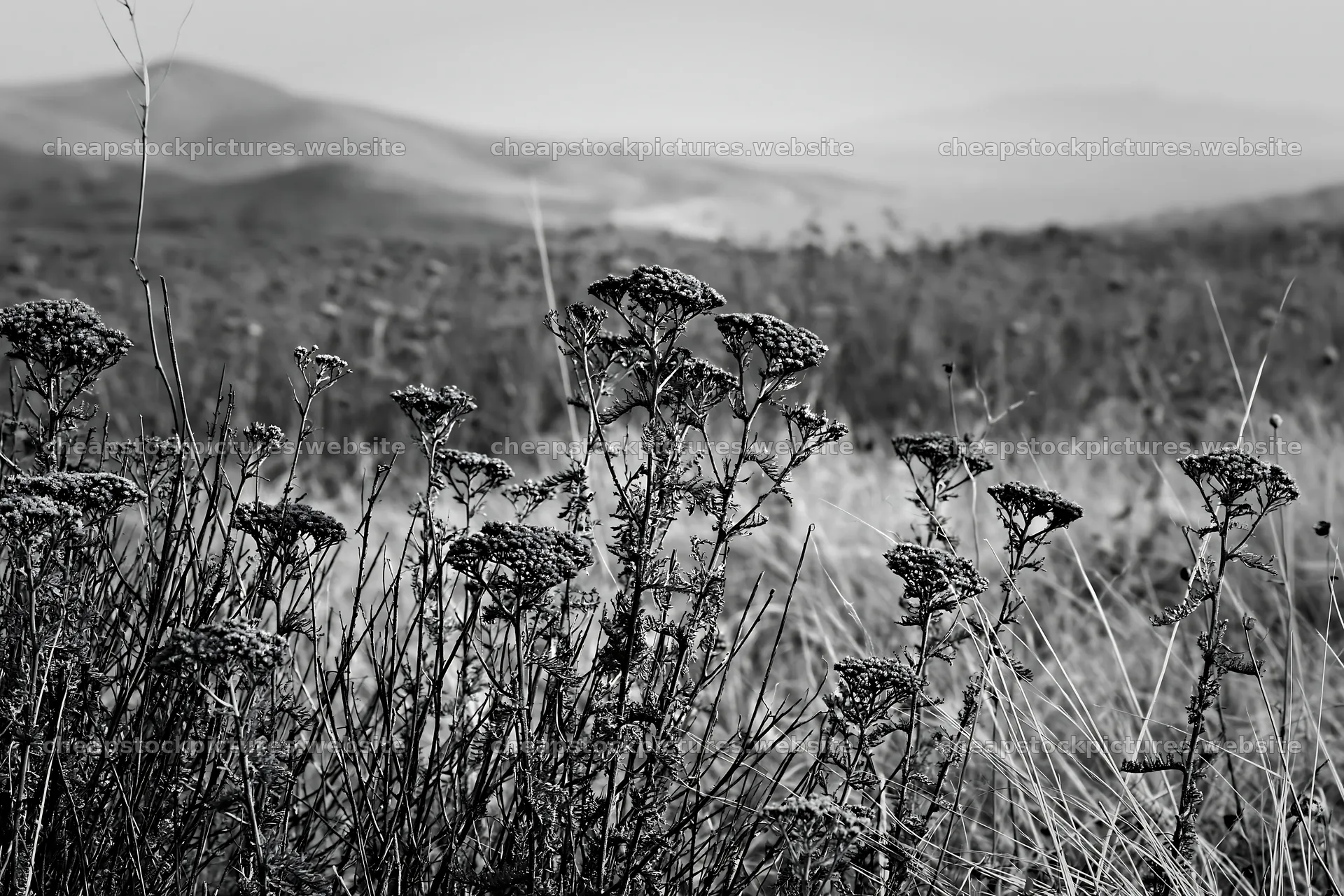 Yarrow meadow bloom in a natural landscape – stock pictures 9722x6480