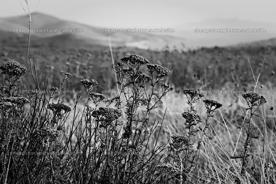 Yarrow meadow bloom in a natural landscape – stock pictures 9722x6480